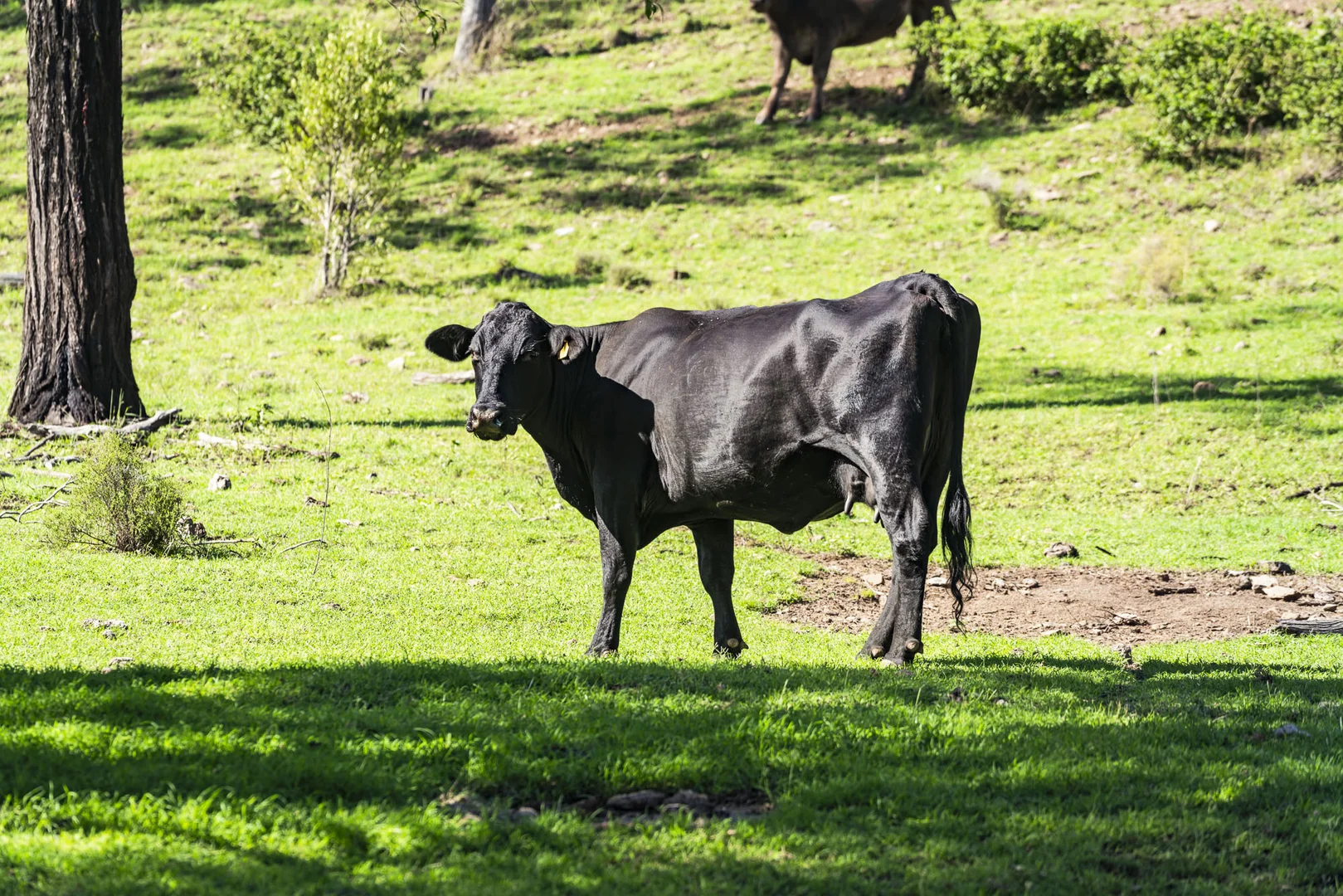 Additional image 19 of 55 Coolgardie Road, Doctor Creek QLD 4352