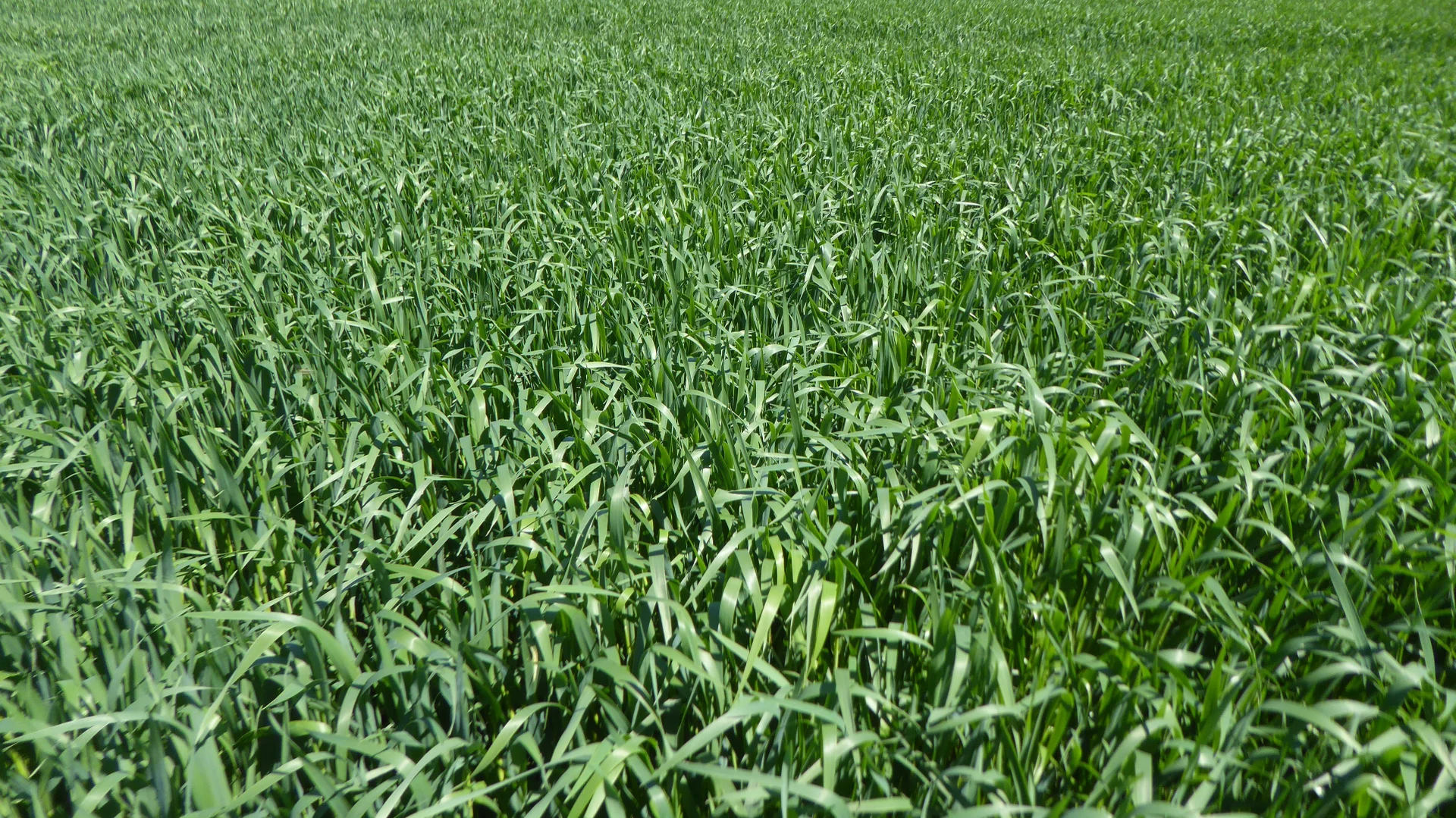 Additional image 3 of S606 Swedes Flat Road, Mundulla West SA 5270