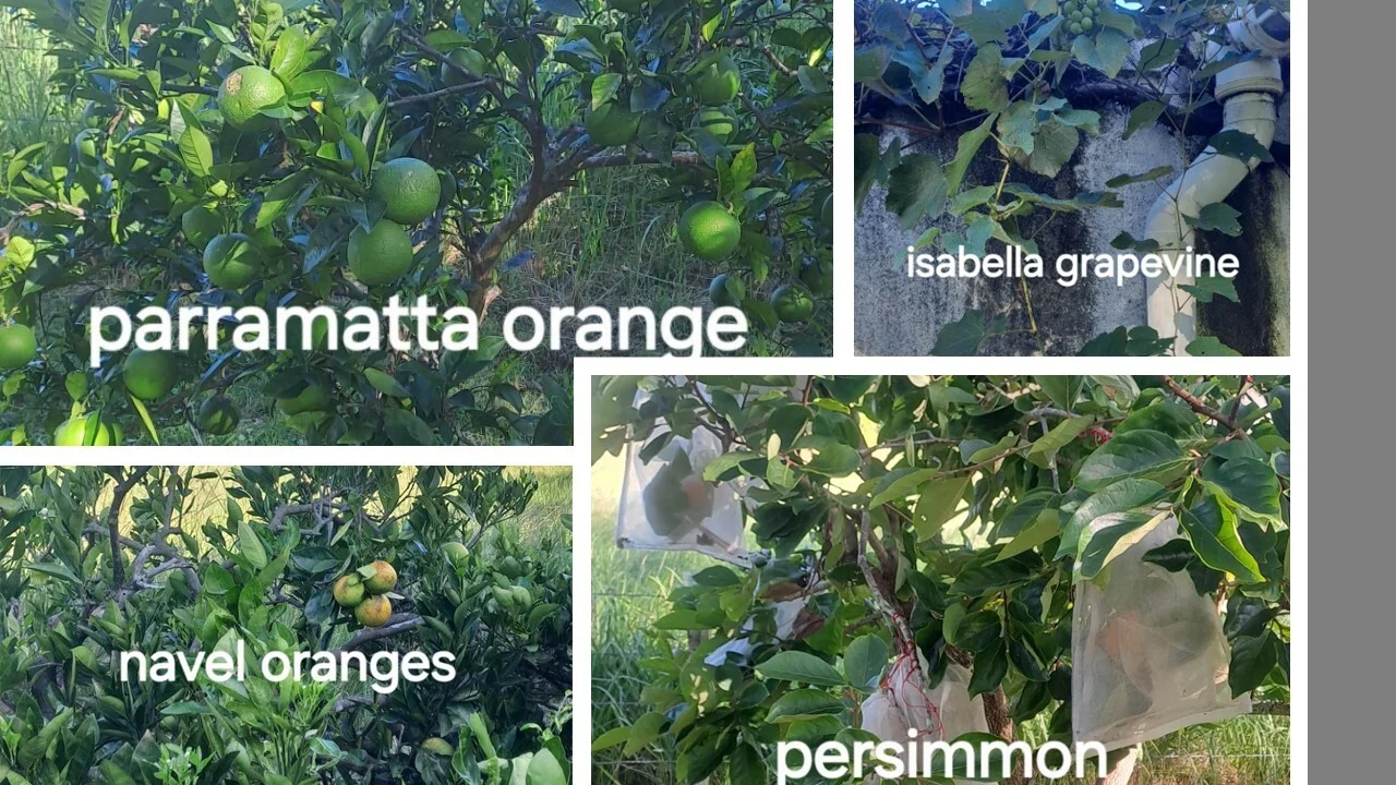 Additional image 31 of 495 Upper Stratheden Road, Kyogle NSW 2474