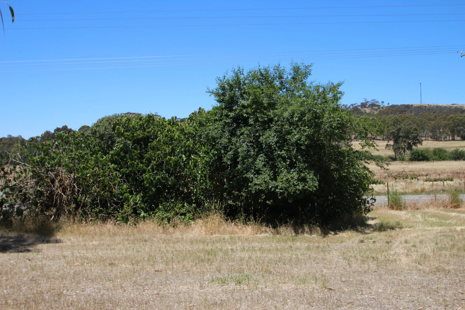 Additional image 11 of Lt 119/120 St Georges Terrace, Armagh SA 5453