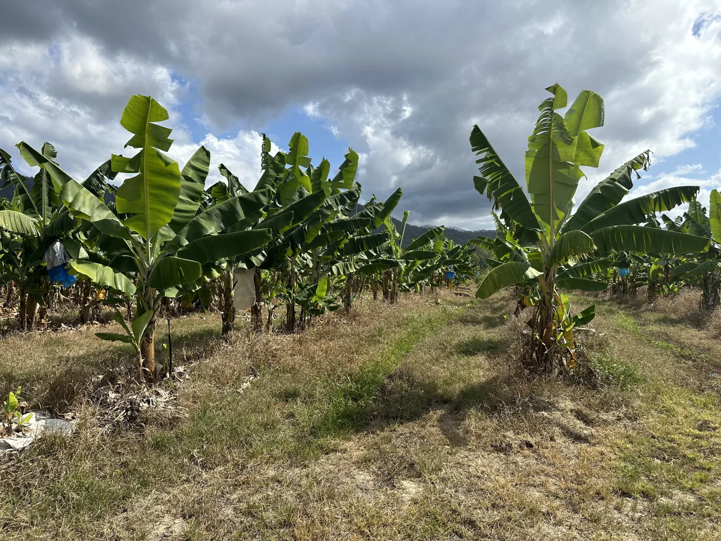 Additional image 32 of Murray Upper QLD 4854