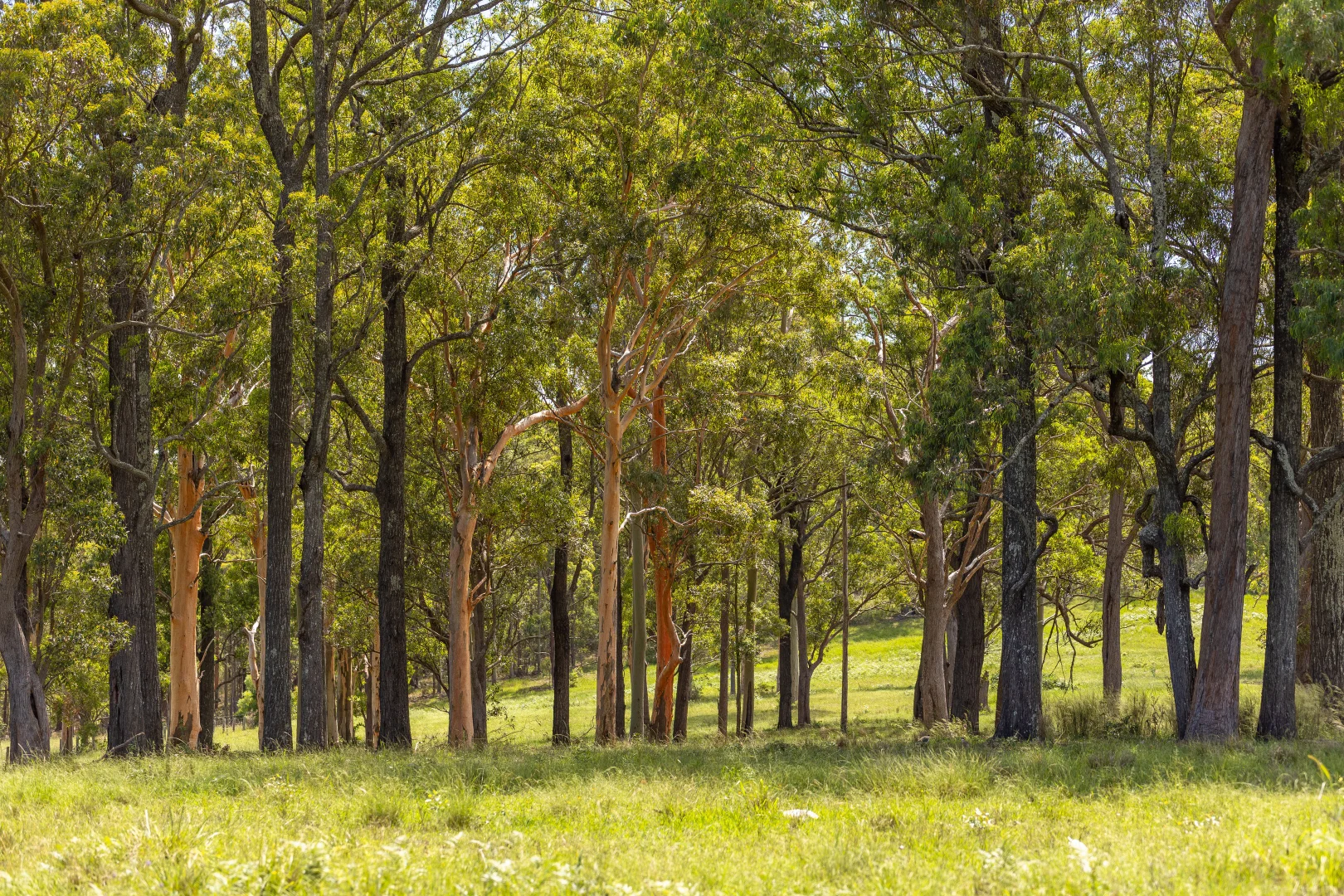 Additional image 4 of 30 Wynters Road, Burrell Creek NSW 2429