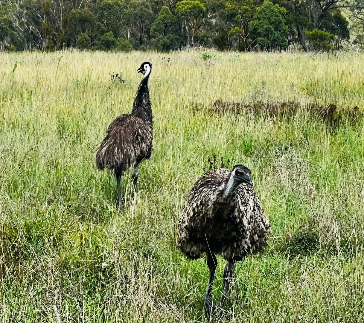 Additional image 27 of Lot 18 Hulks Road, Merriwa NSW 2329