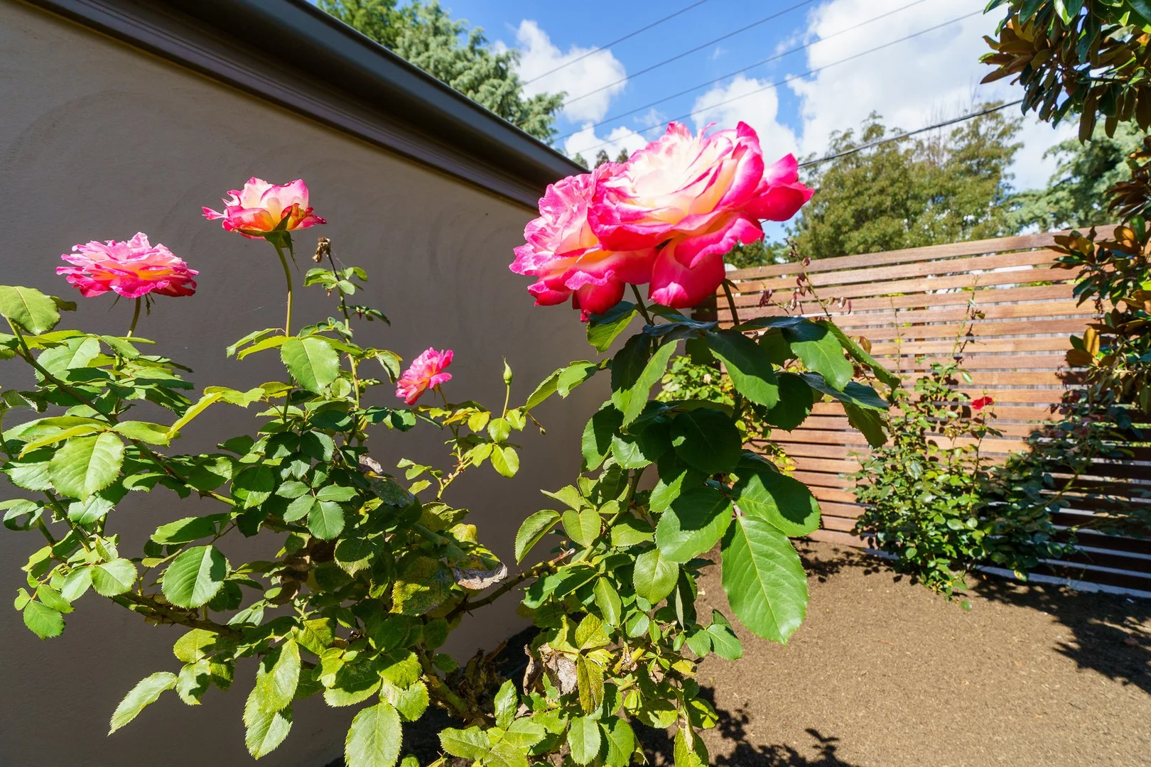 Additional image 2 of 3/59 Hodgson Crescent, Pearce ACT 2607