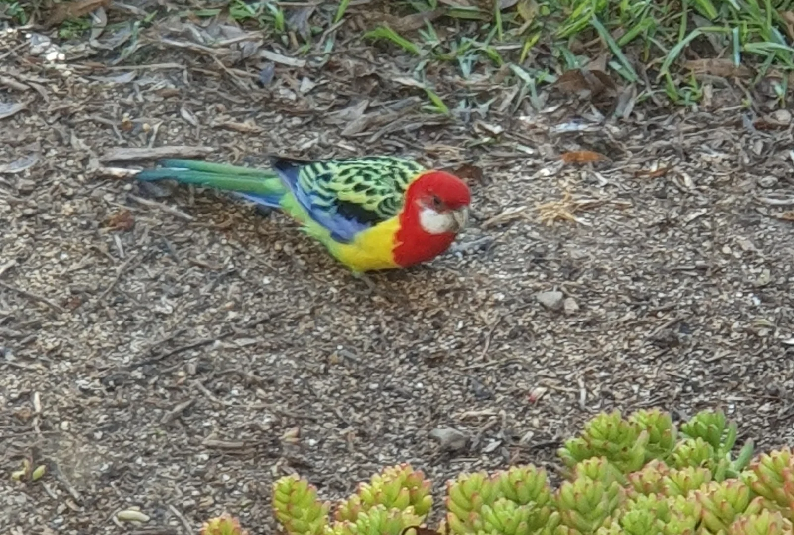 Additional image 28 of 6 Tantalla Street, Wedderburn VIC 3518