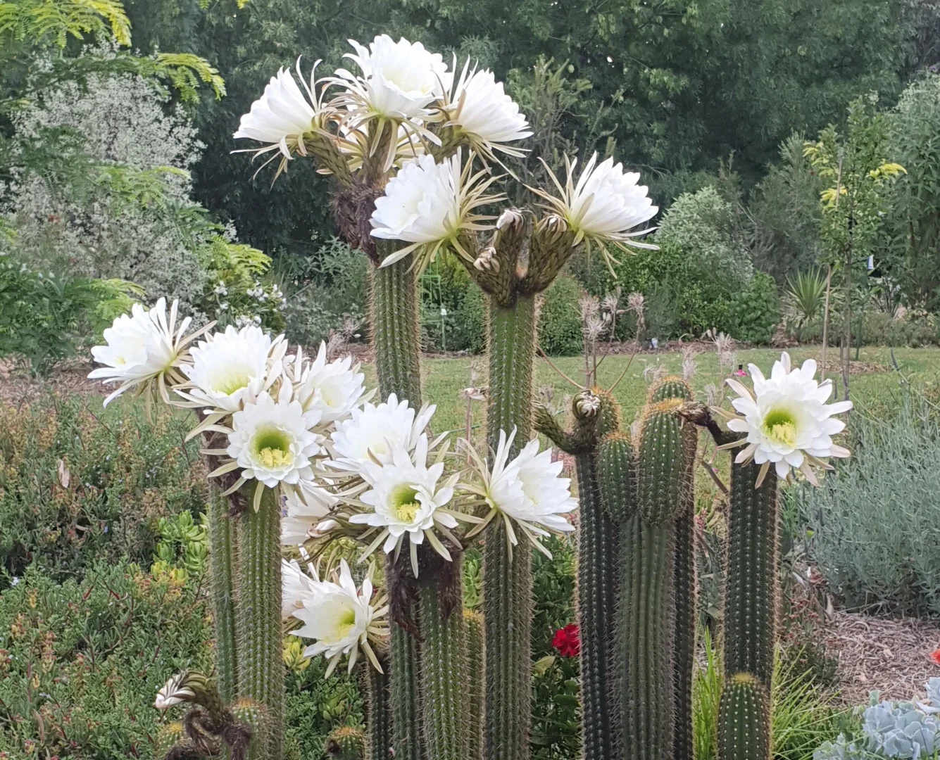 Additional image 23 of 6 Tantalla Street, Wedderburn VIC 3518