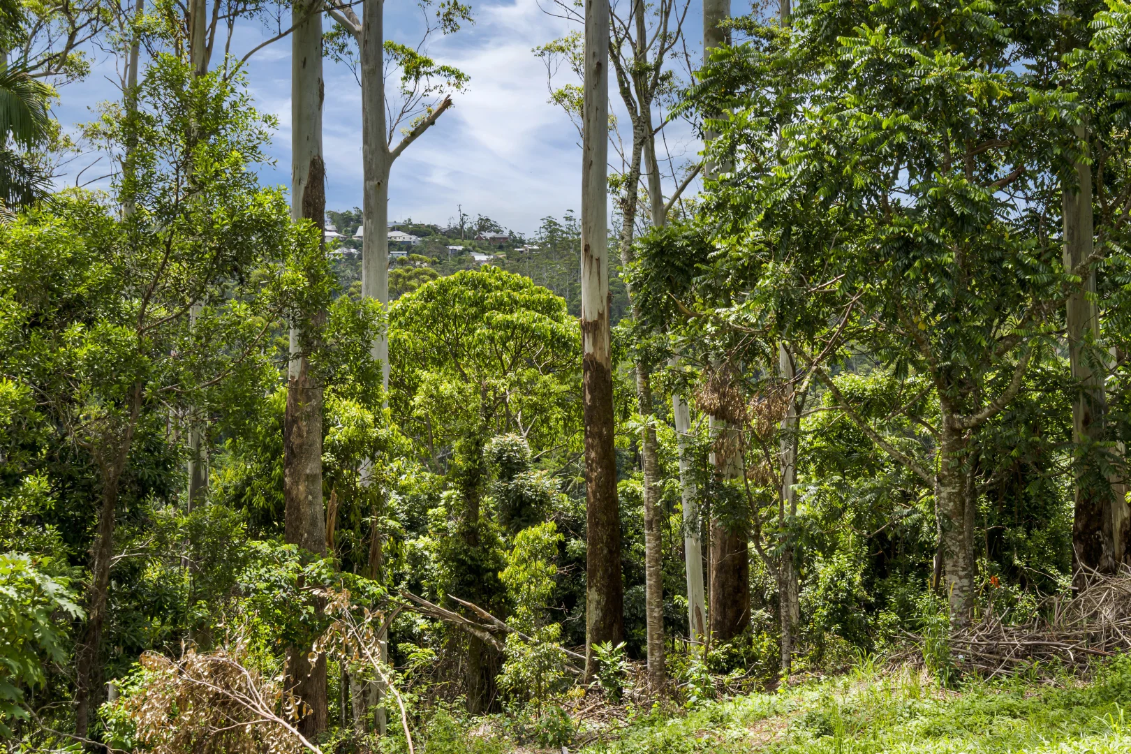 Additional image 4 of 15 - 17 Katoomba Crescent, Tamborine Mountain QLD 4272