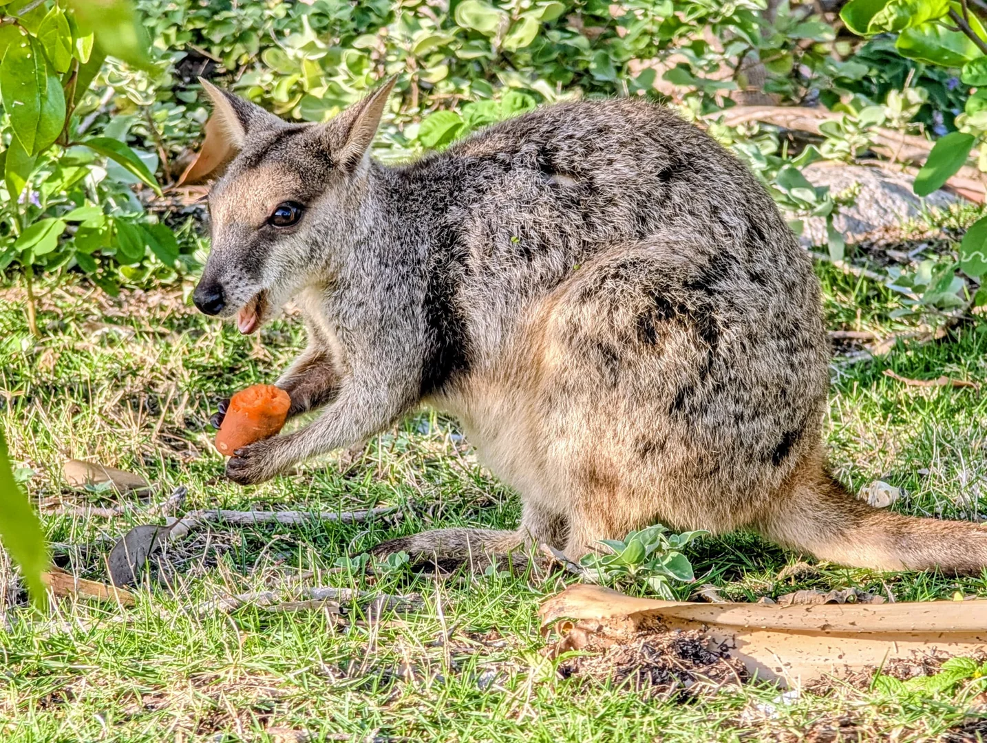 Additional image 19 of 41 Compass Crescent, Nelly Bay QLD 4819