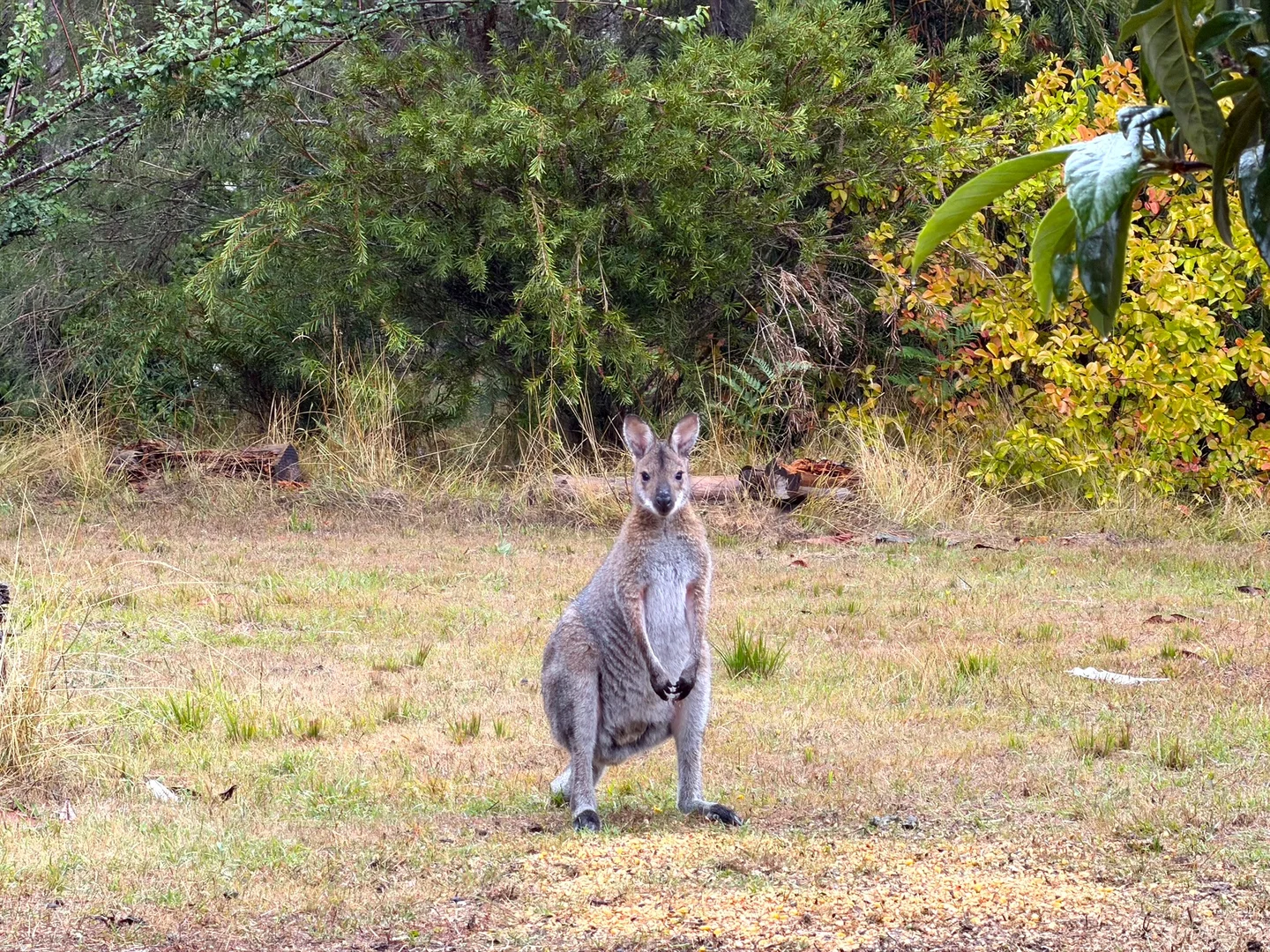 Additional image 12 of 4905 Princes Highway, Greenwald VIC 3304