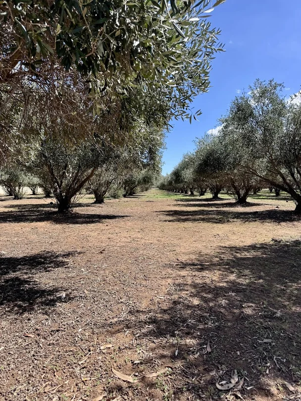 100 Stock Route Road, Laura SA 5480