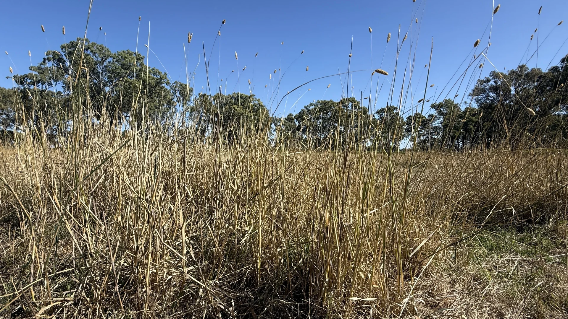 Additional image 14 of Allotment/2 V&A Lane, Penola SA 5277
