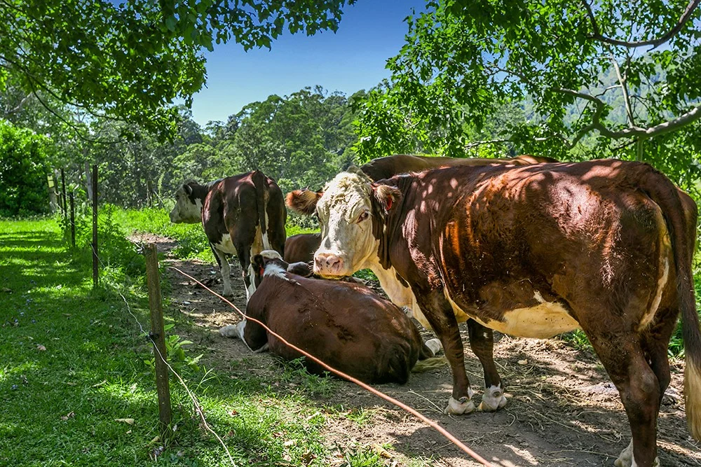 Additional image 17 of 442 Blue Knob Road, Nimbin NSW 2480