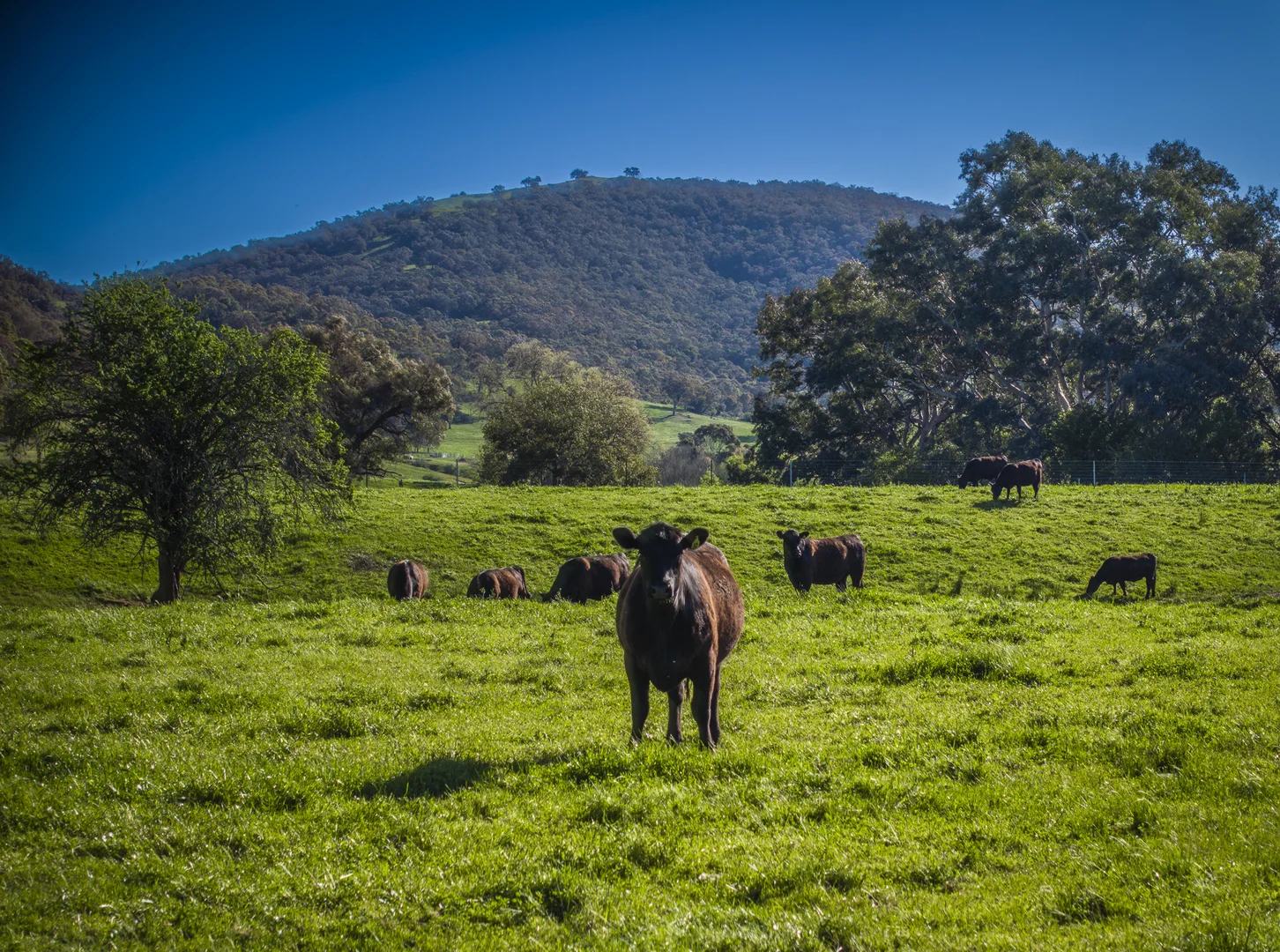 Additional image 4 of - Murray River Road, Pine Mountain VIC 3709