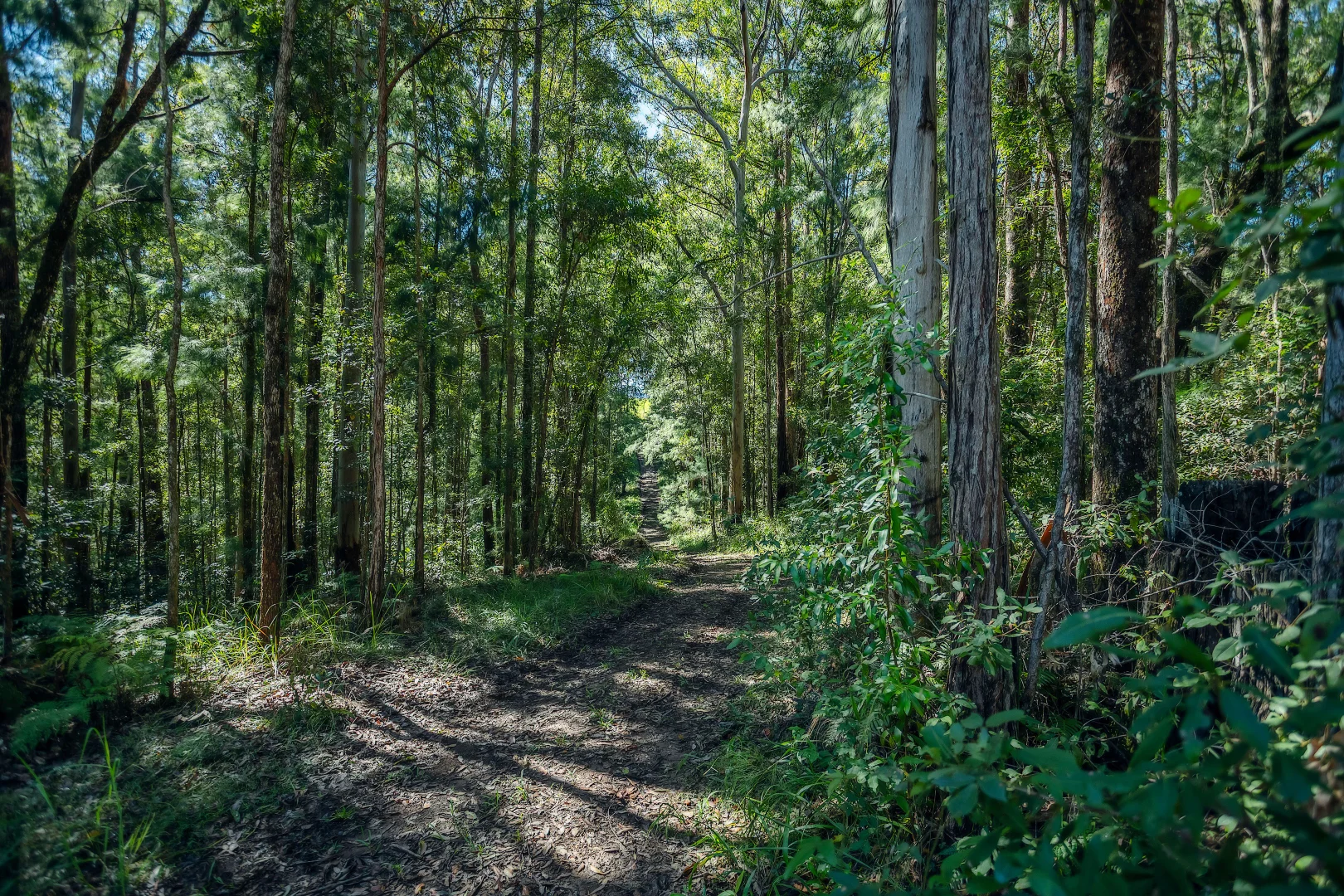 Additional image 41 of 2165 Waterfall Way, Thora NSW 2454