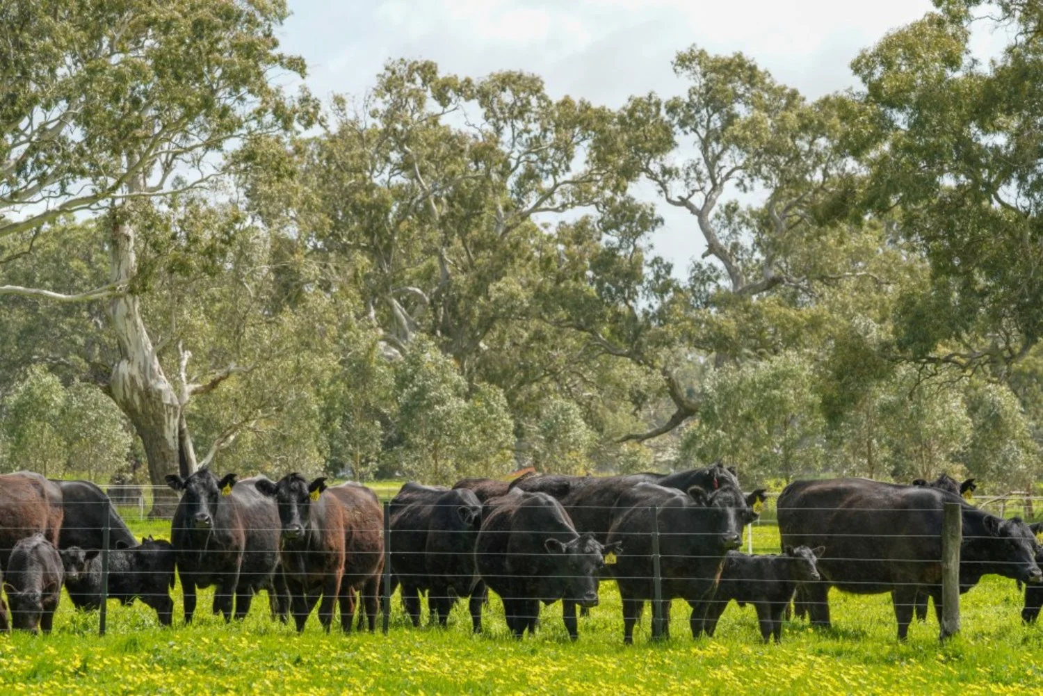 Additional image 19 of 66 Casterton-Edenhope Road, Casterton VIC 3311
