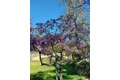 Additional image 48 of 48208 Tanglewood Ct, Aguanga, CA, 92536