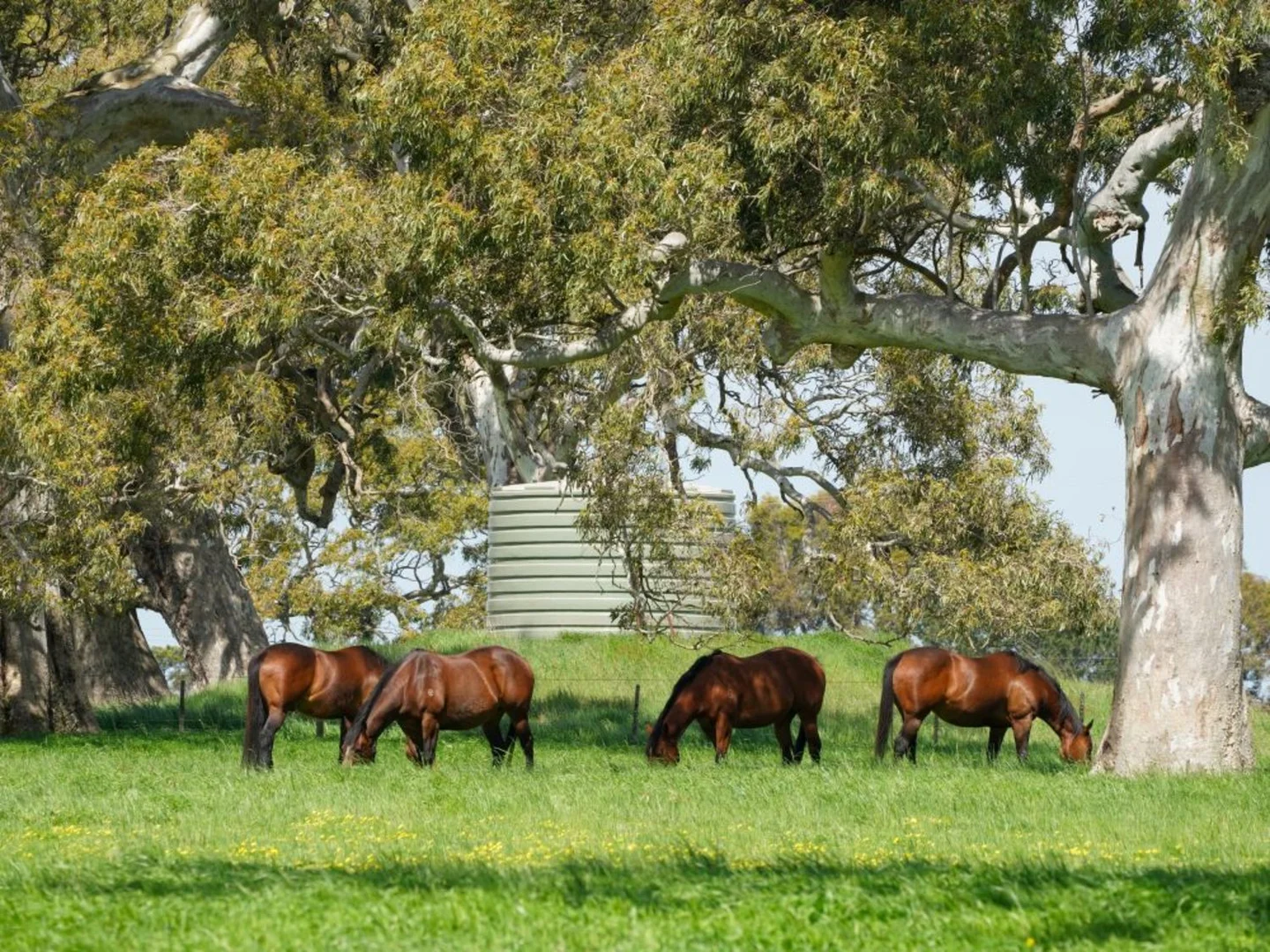 Additional image 18 of 66 Casterton-Edenhope Road, Casterton VIC 3311