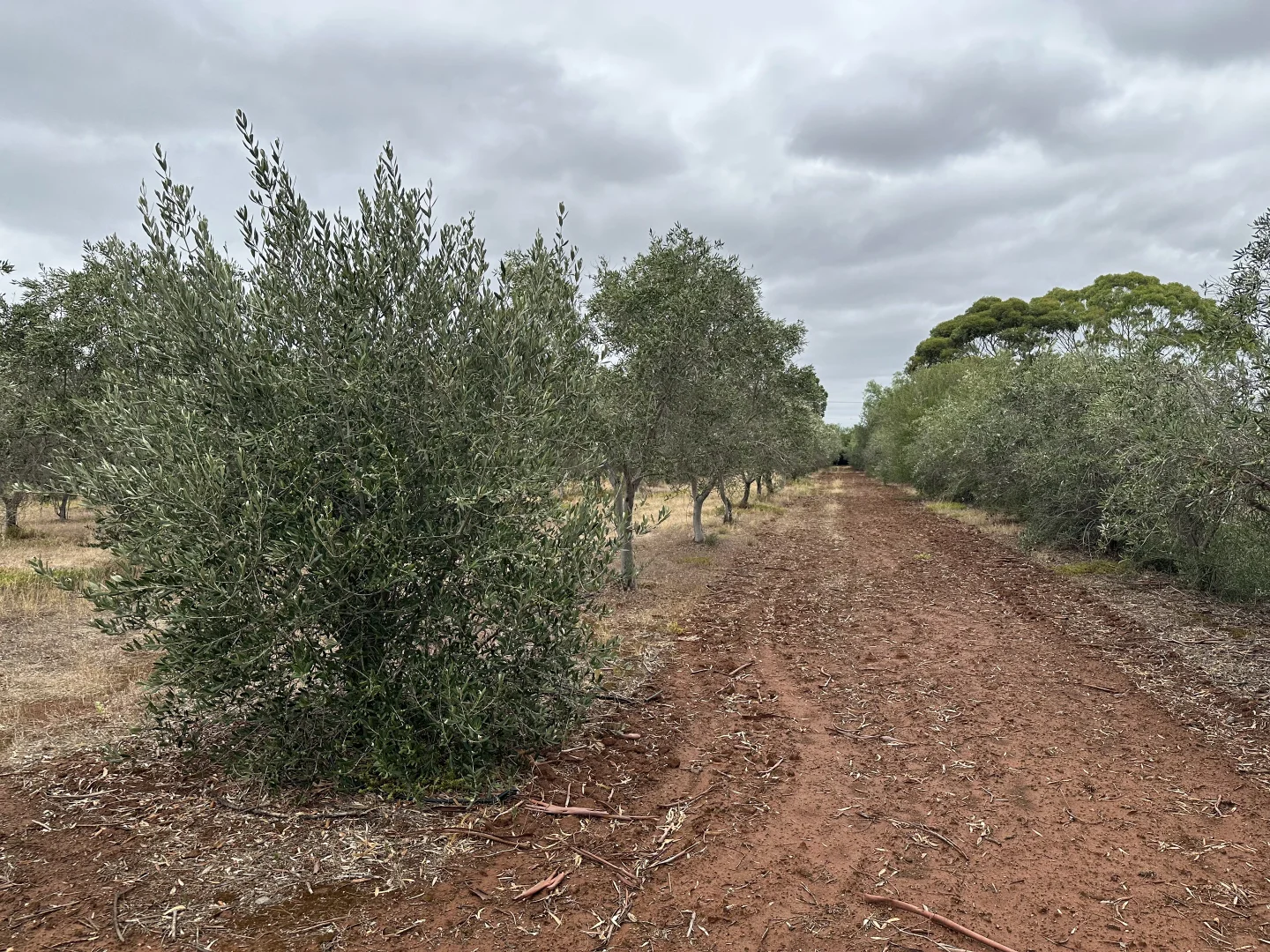 Additional image 9 of Lot 24 Wyatt Road, Direk SA 5110