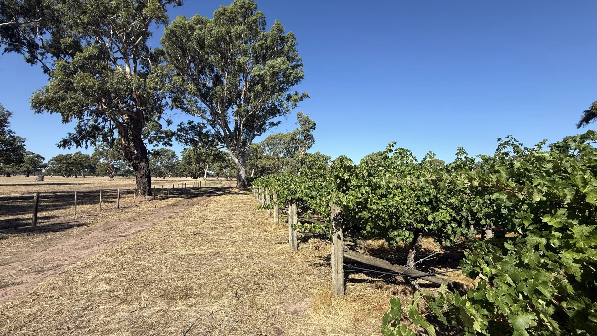 Additional image 11 of Allotment/2 V&A Lane, Penola SA 5277