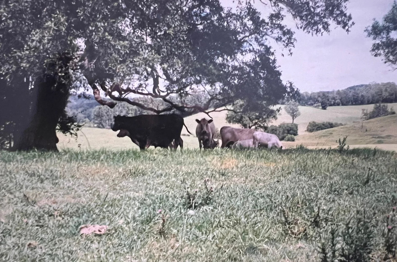 Additional image 19 of 45 Moores Lane, Eungai Creek NSW 2441
