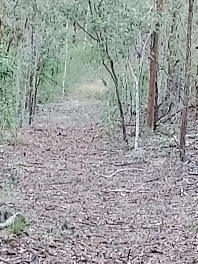 Additional image 37 of 289 Mount Mulgowie Road, Buaraba QLD 4311