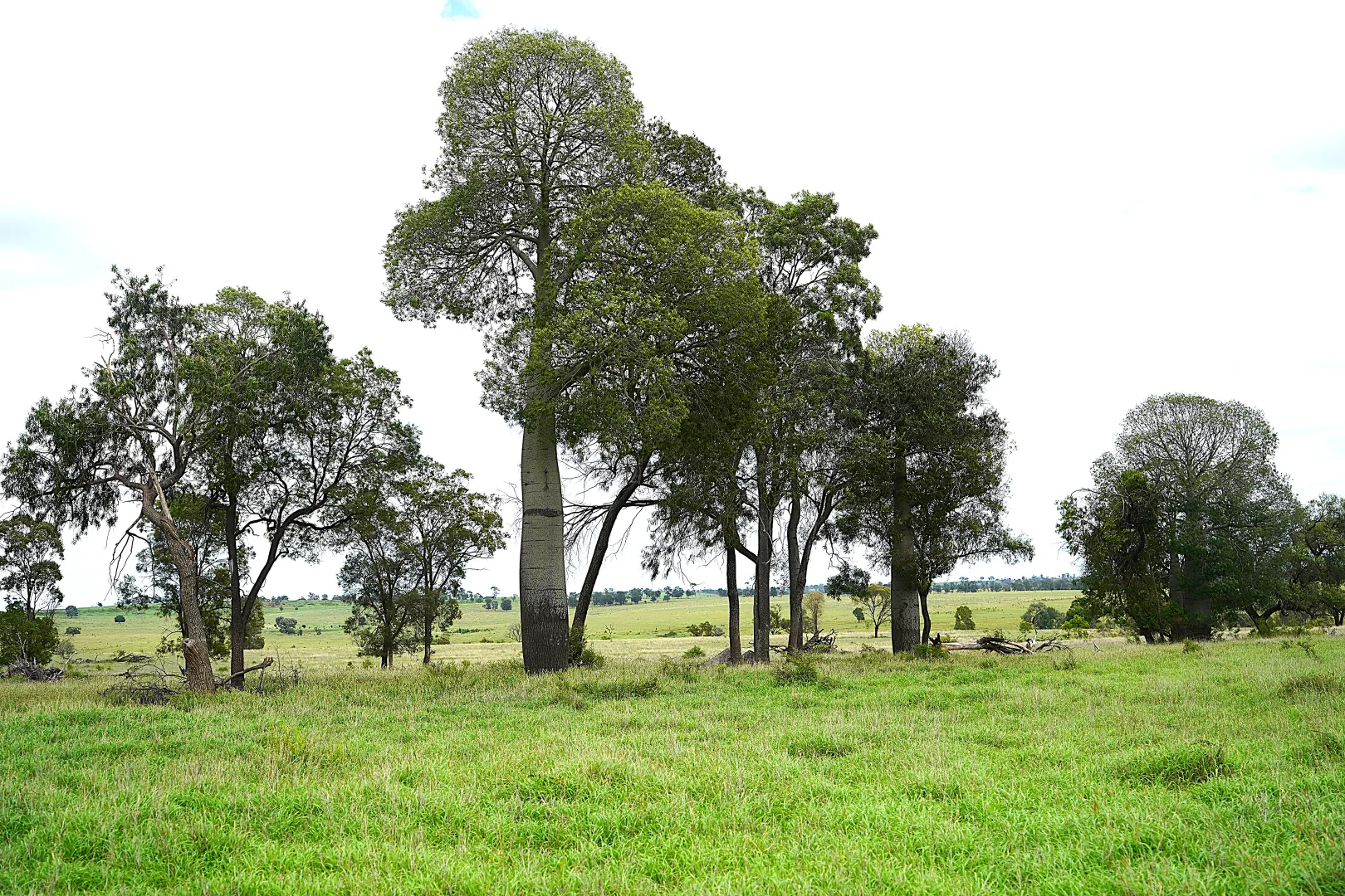 Additional image 4 of Billabong, Orallo Road, Roma QLD 4455
