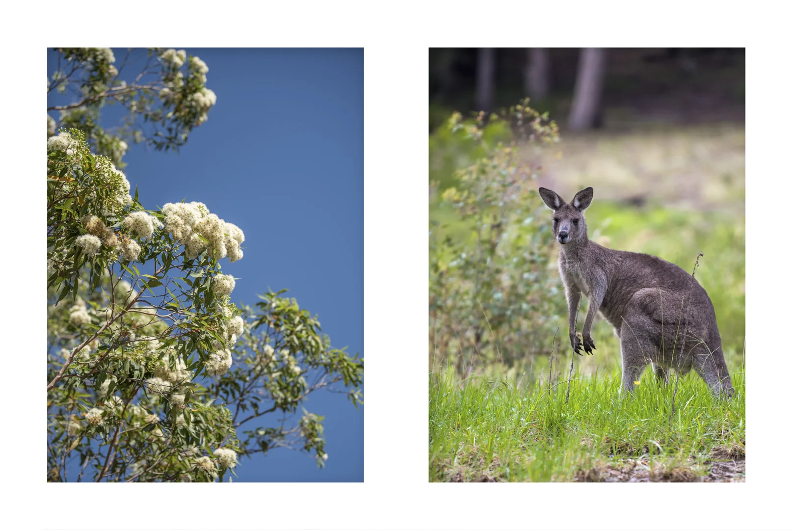Additional image 16 of Lot 2 Parnell Road, Tomerong NSW 2540