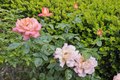Additional image 44 of 44 San Rafael Ave, Belvedere, CA, 94920