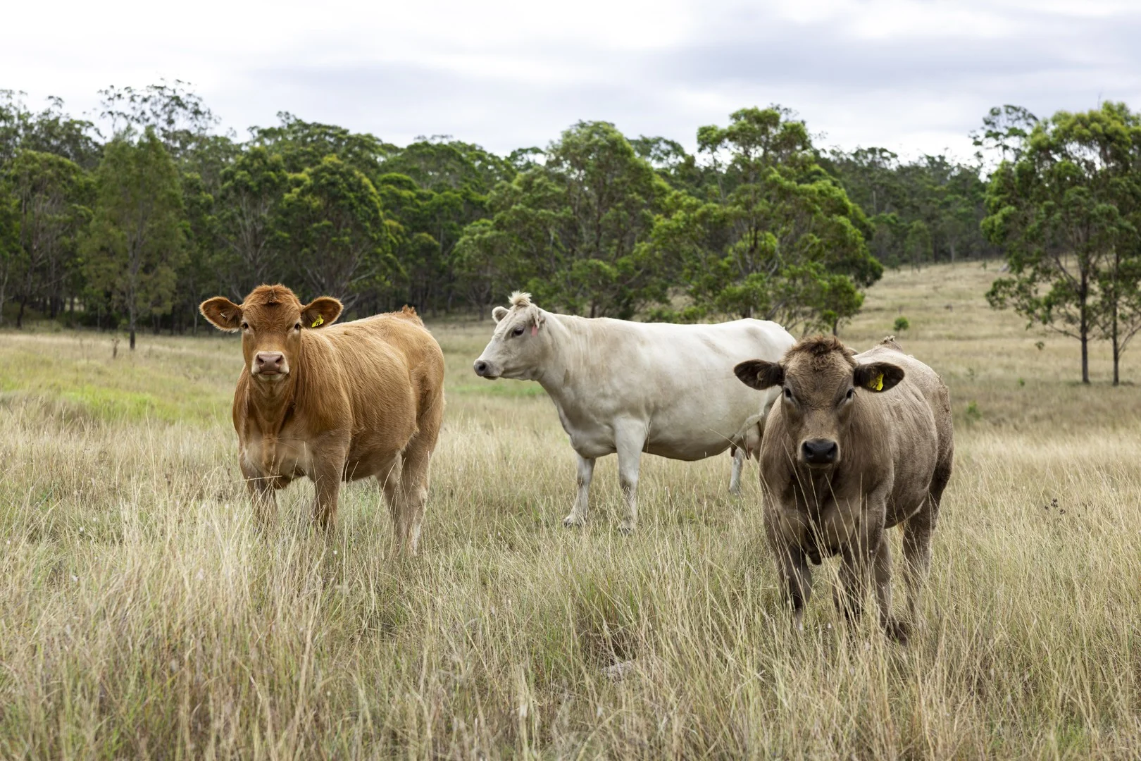 2492 New England Highway, Cooyar QLD 4402