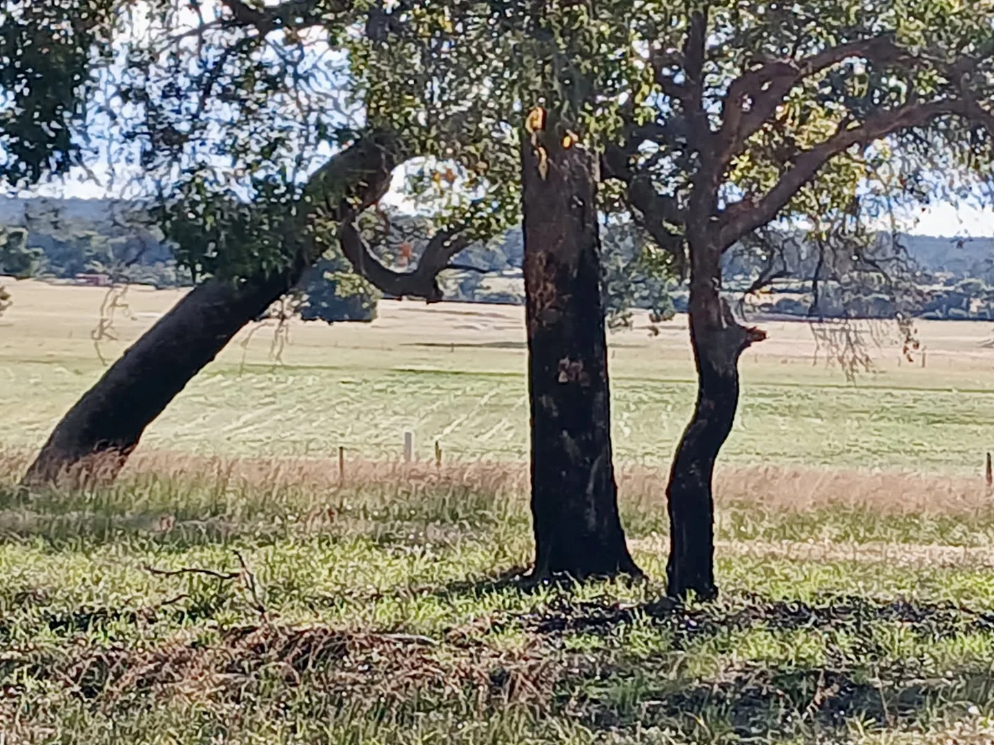 1271 Dobaderry Road, York WA 6302