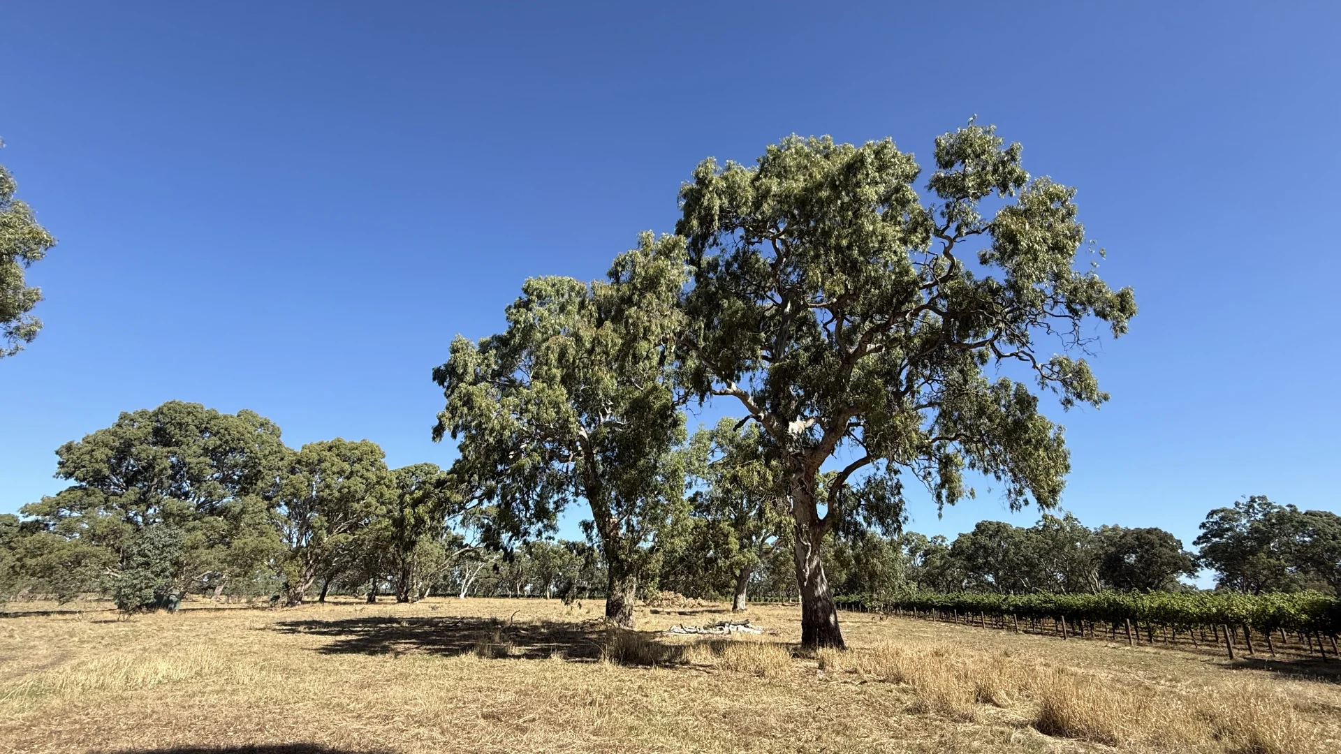 Additional image 12 of Allotment/2 V&A Lane, Penola SA 5277