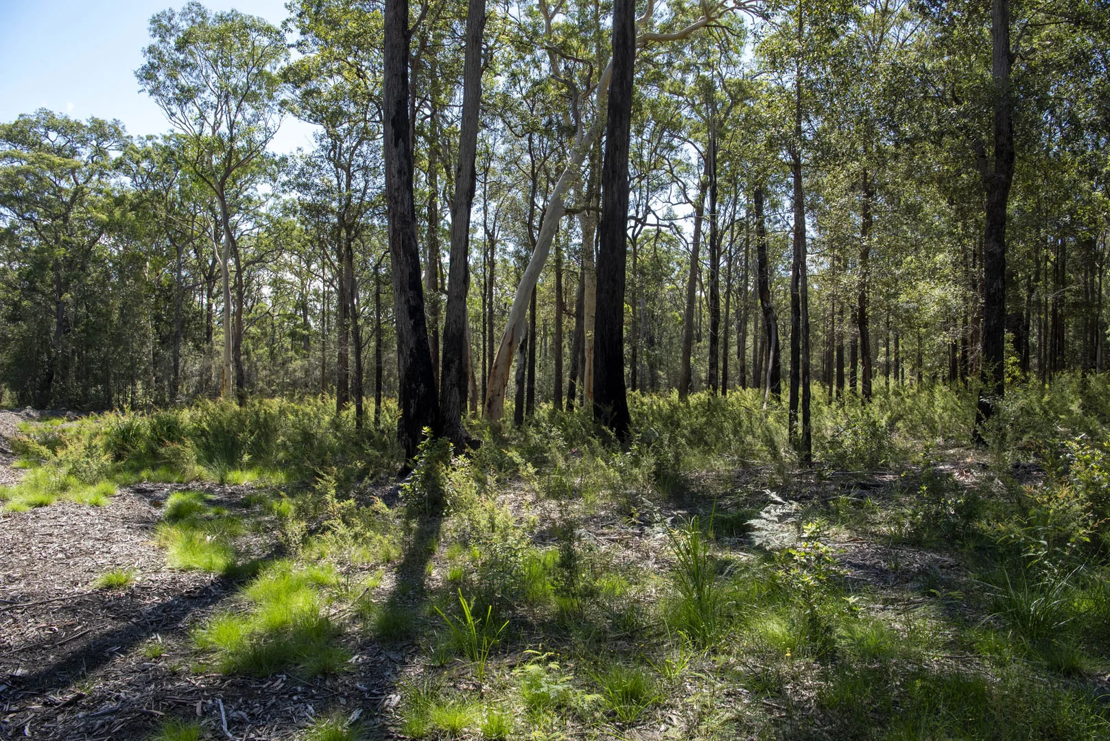 Additional image 20 of Lot 2 Parnell Road, Tomerong NSW 2540