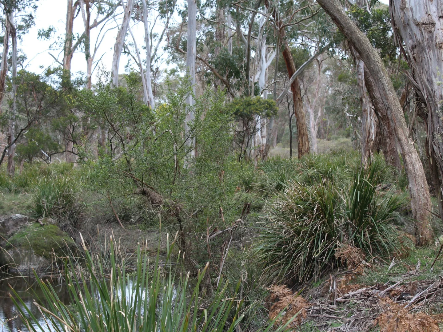 Additional image 7 of 1521 Morven Road, Dundee NSW 2370