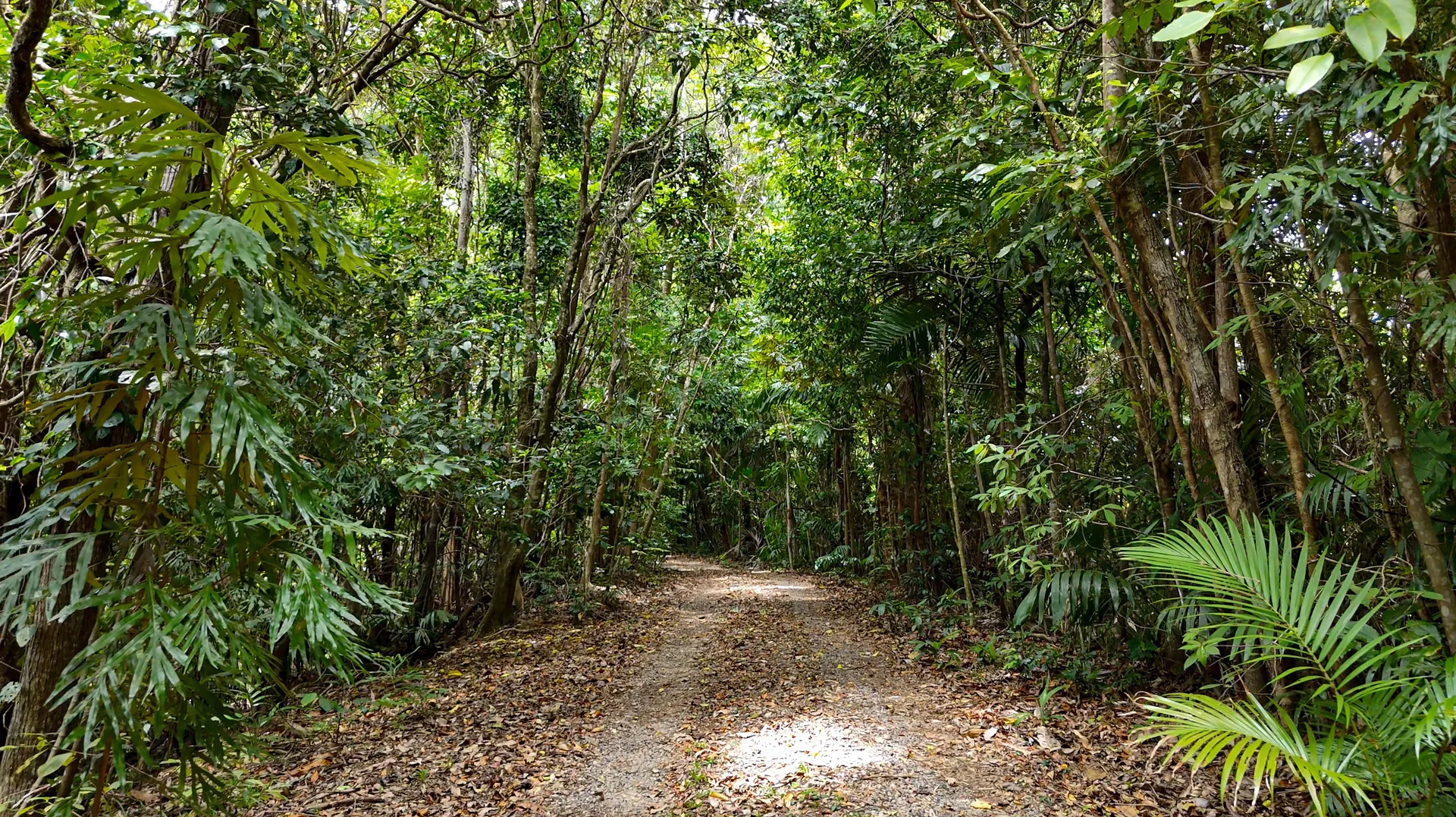 Additional image 6 of 20 Plantation Drive, Bingil Bay QLD 4852