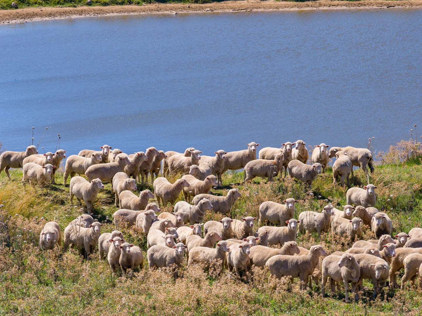Additional image 29 of 306 Moola Road, Canowindra NSW 2804