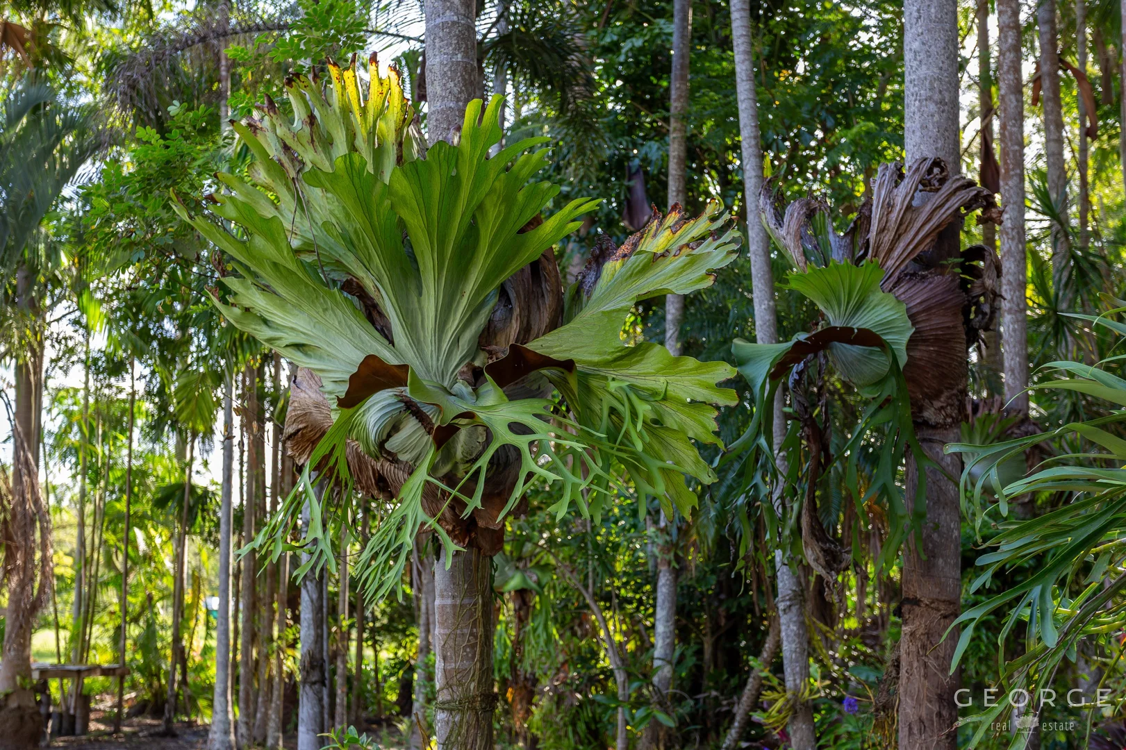 Additional image 8 of 3 Toomey Street, Traveston QLD 4570