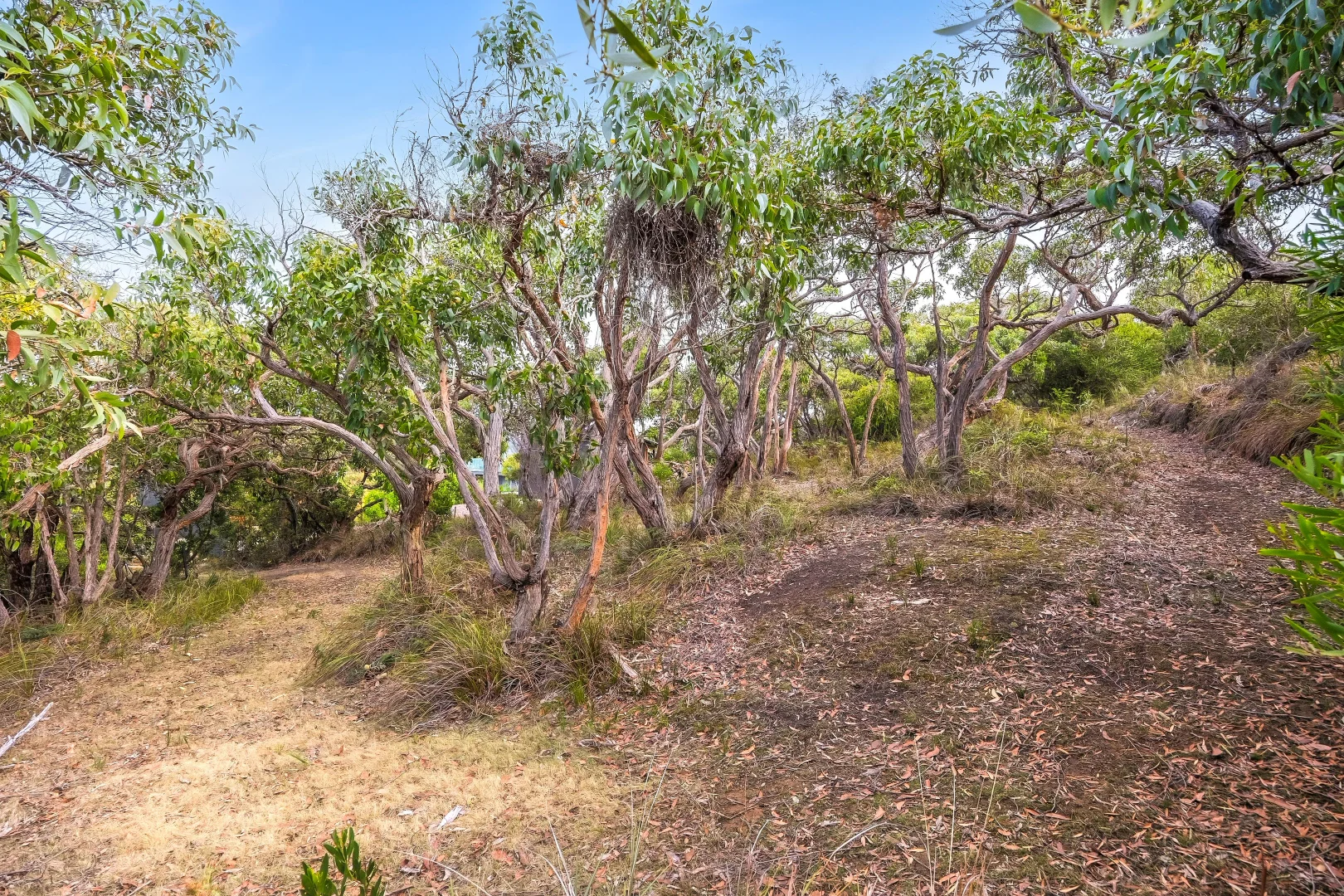 Additional image 6 of 59A Lialeeta Road, Fairhaven VIC 3231