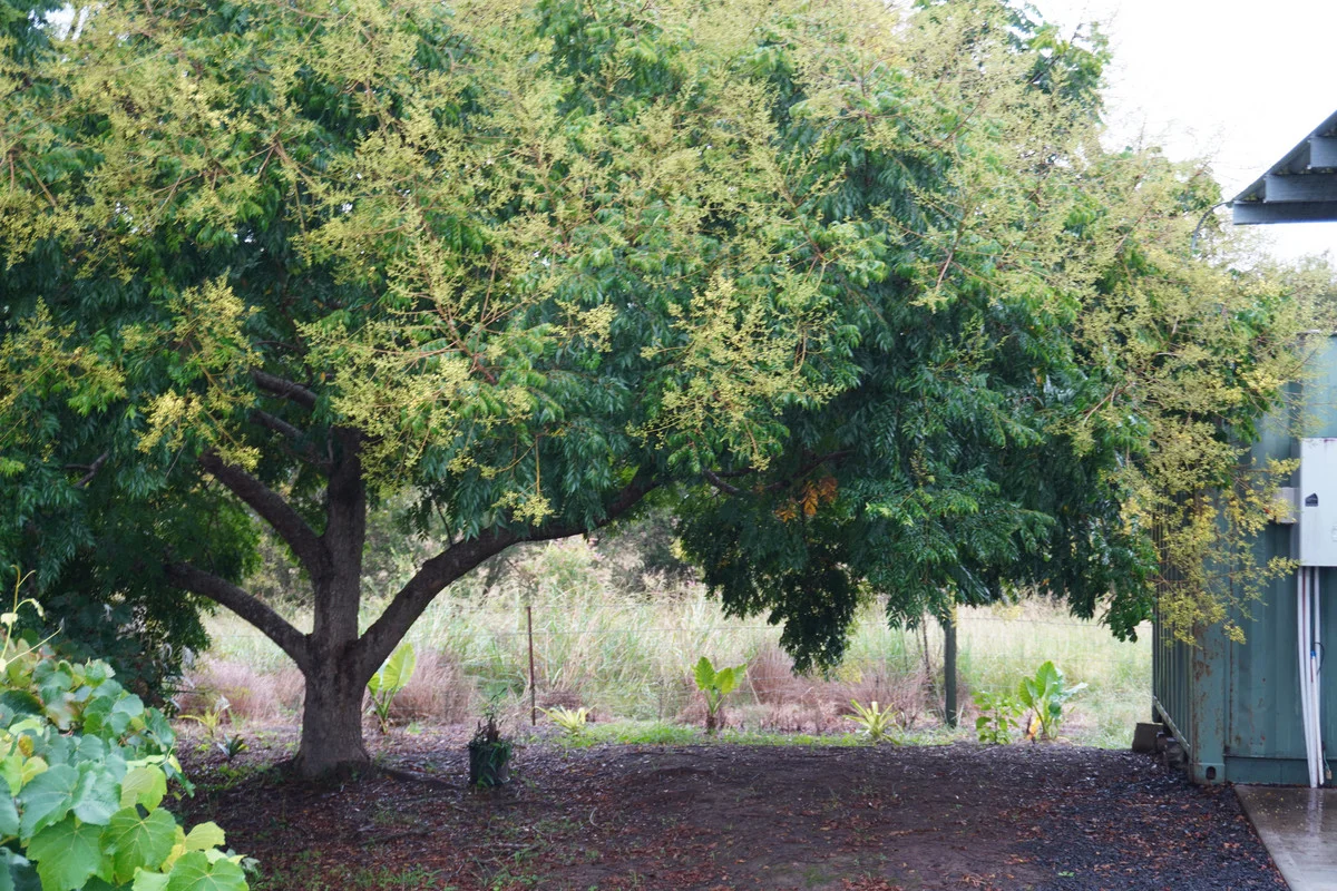 Additional image 23 of 37 Dyraaba Street, Bonalbo NSW 2469