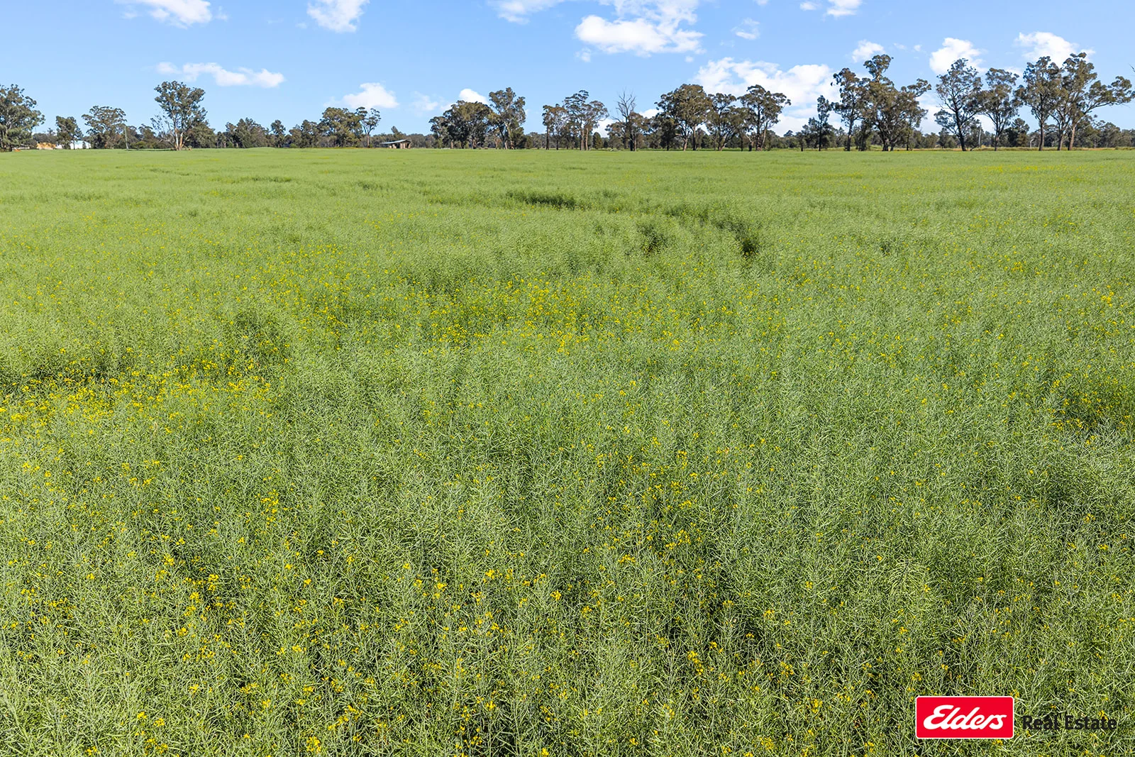 Additional image 5 of 223 Morans Road, Bribbaree NSW 2594
