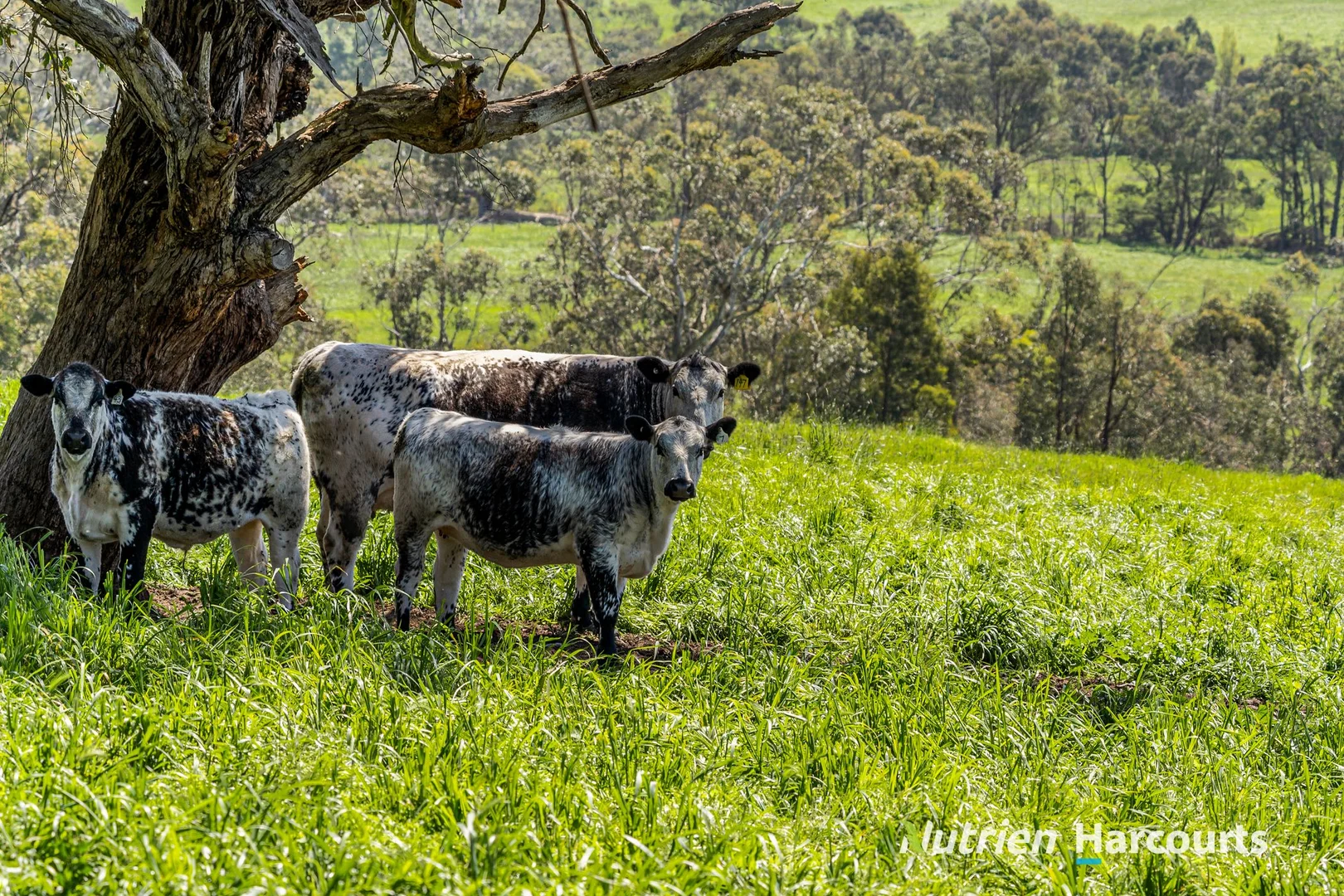 Additional image 14 of Part/880 Timboon - Colac Road, Simpson VIC 3266