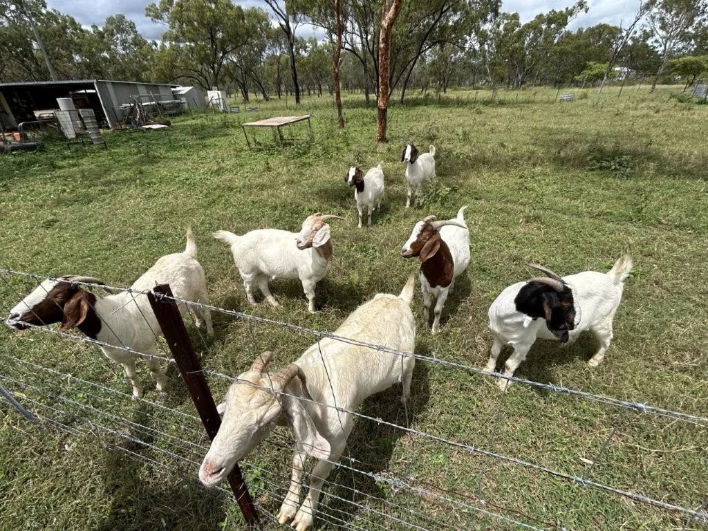 Additional image 28 of 240 Dalrymple Road, Breddan QLD 4820