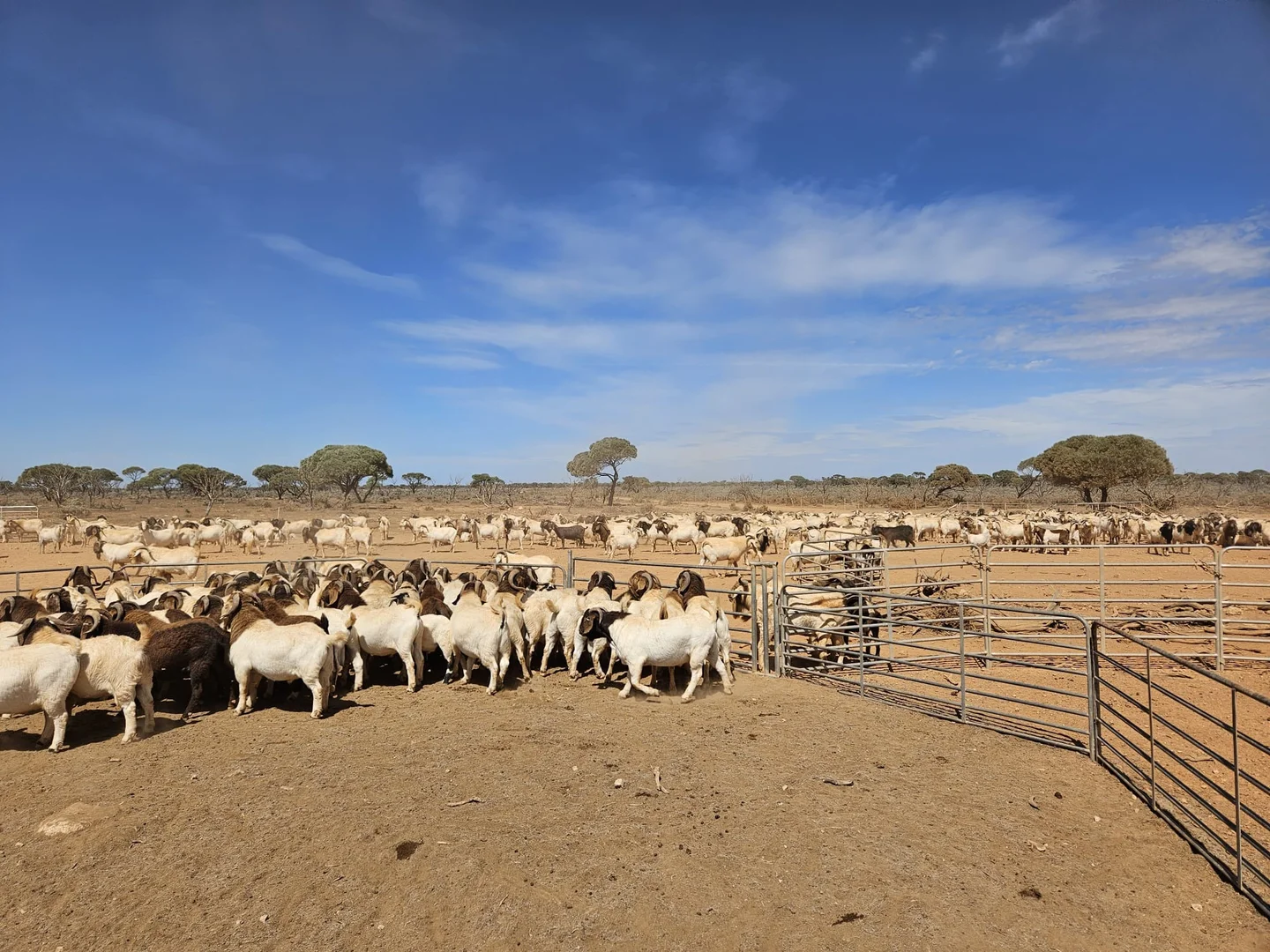 Additional image 10 of Madura Plains Station, Eucla WA 6443