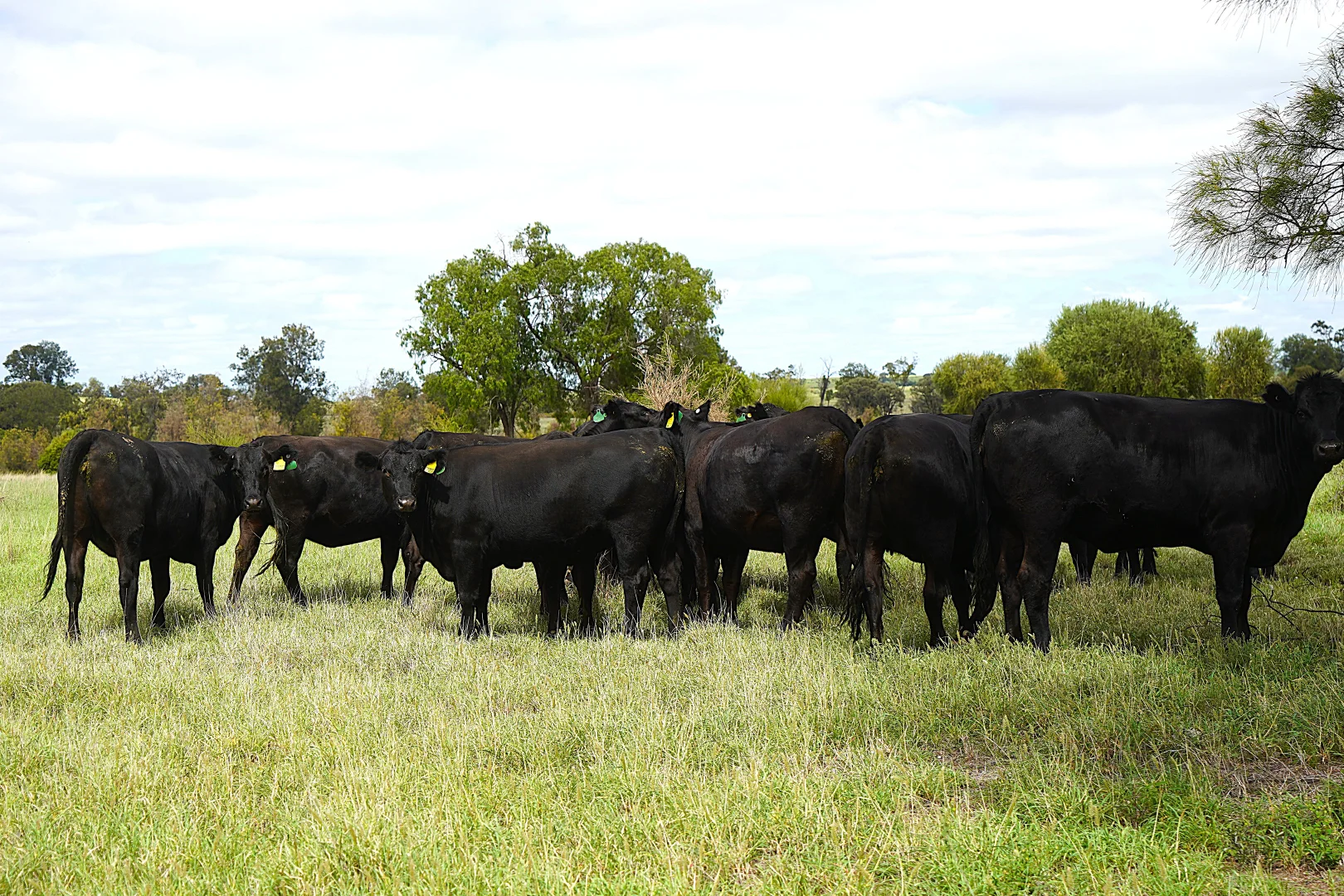 Additional image 8 of Billabong, Orallo Road, Roma QLD 4455