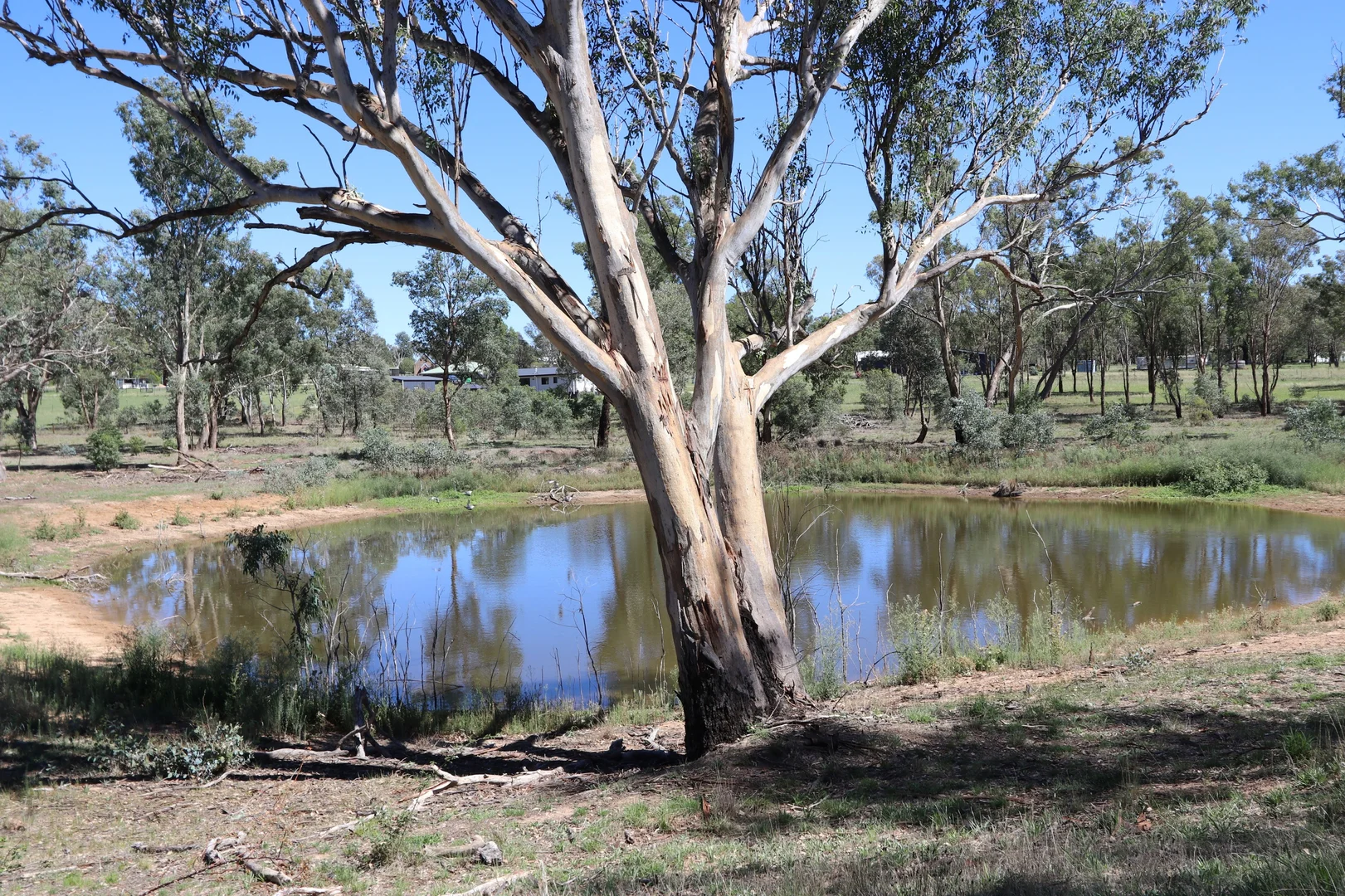 52 BENDICK MURRELL ROAD, Bendick Murrell via, Young NSW 2594 photo 4