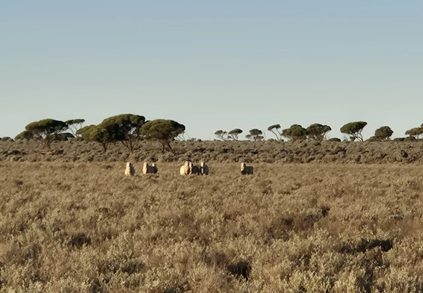 Additional image 7 of Madura Plains Station, Eucla WA 6443