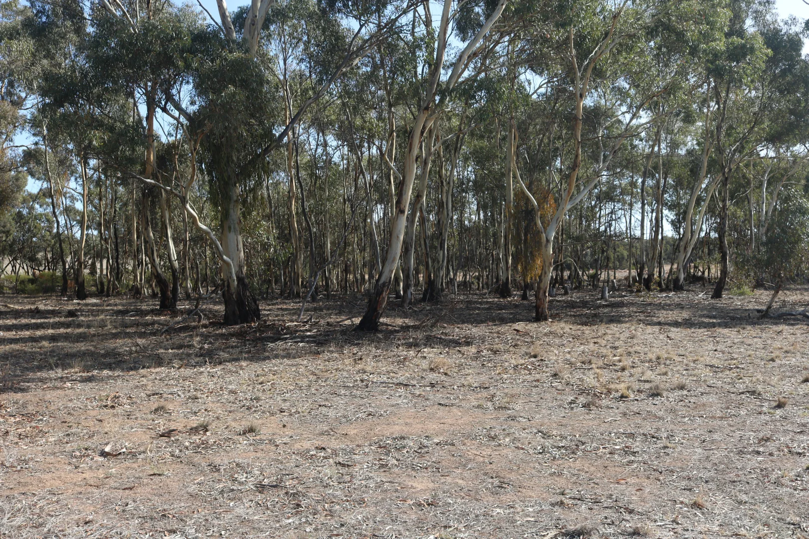 Old Boort Road, Woolshed Flat VIC 3518 photo 3