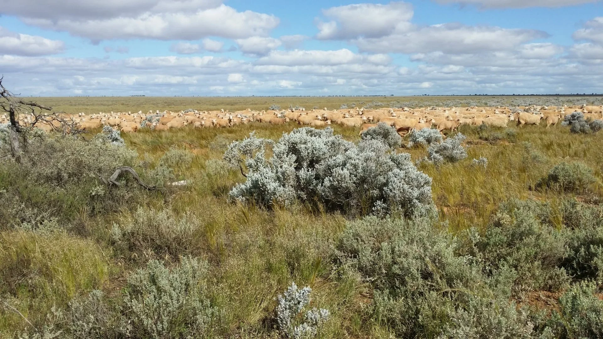 Madura Plains Station, Eucla WA 6443