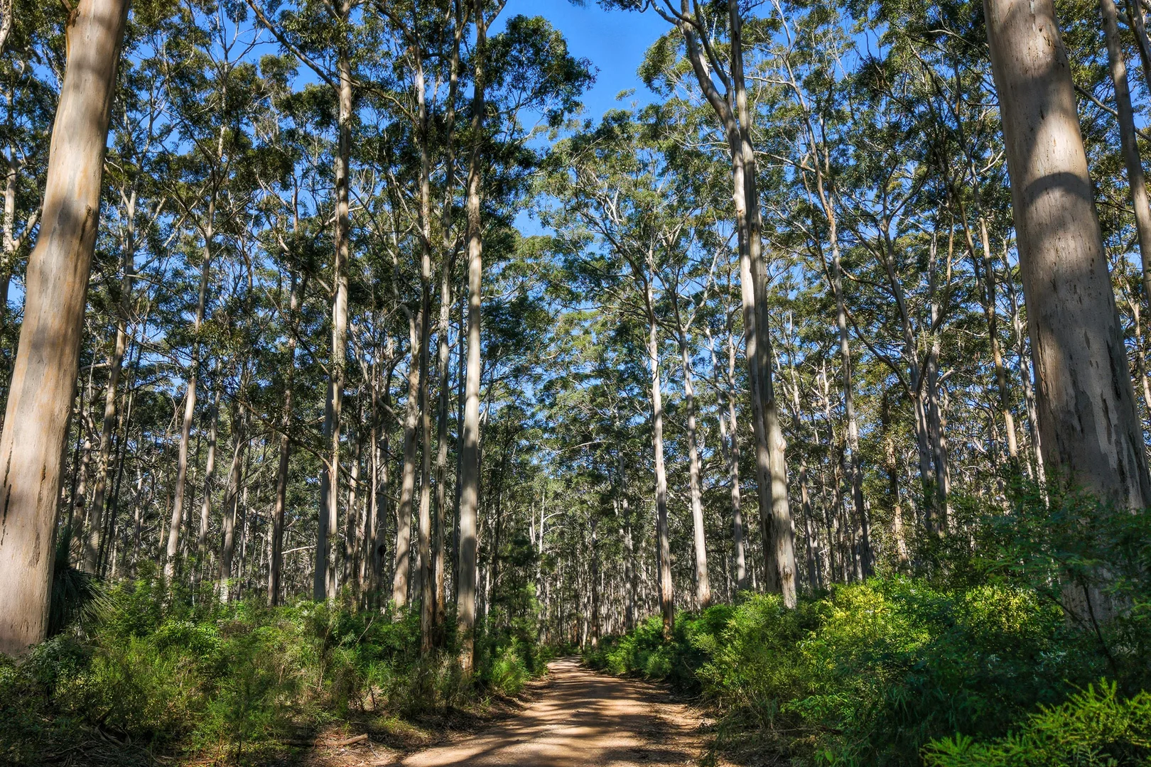 Bussell Highway, The Leeuwin @ Witchcliffe, Witchcliffe WA 6286 photo 3
