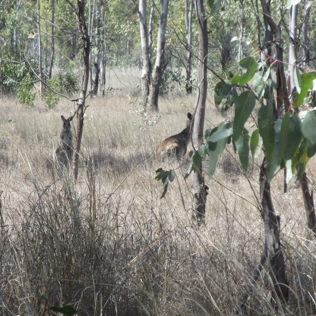Lot/115 Kofoeds Road, Tara QLD 4421