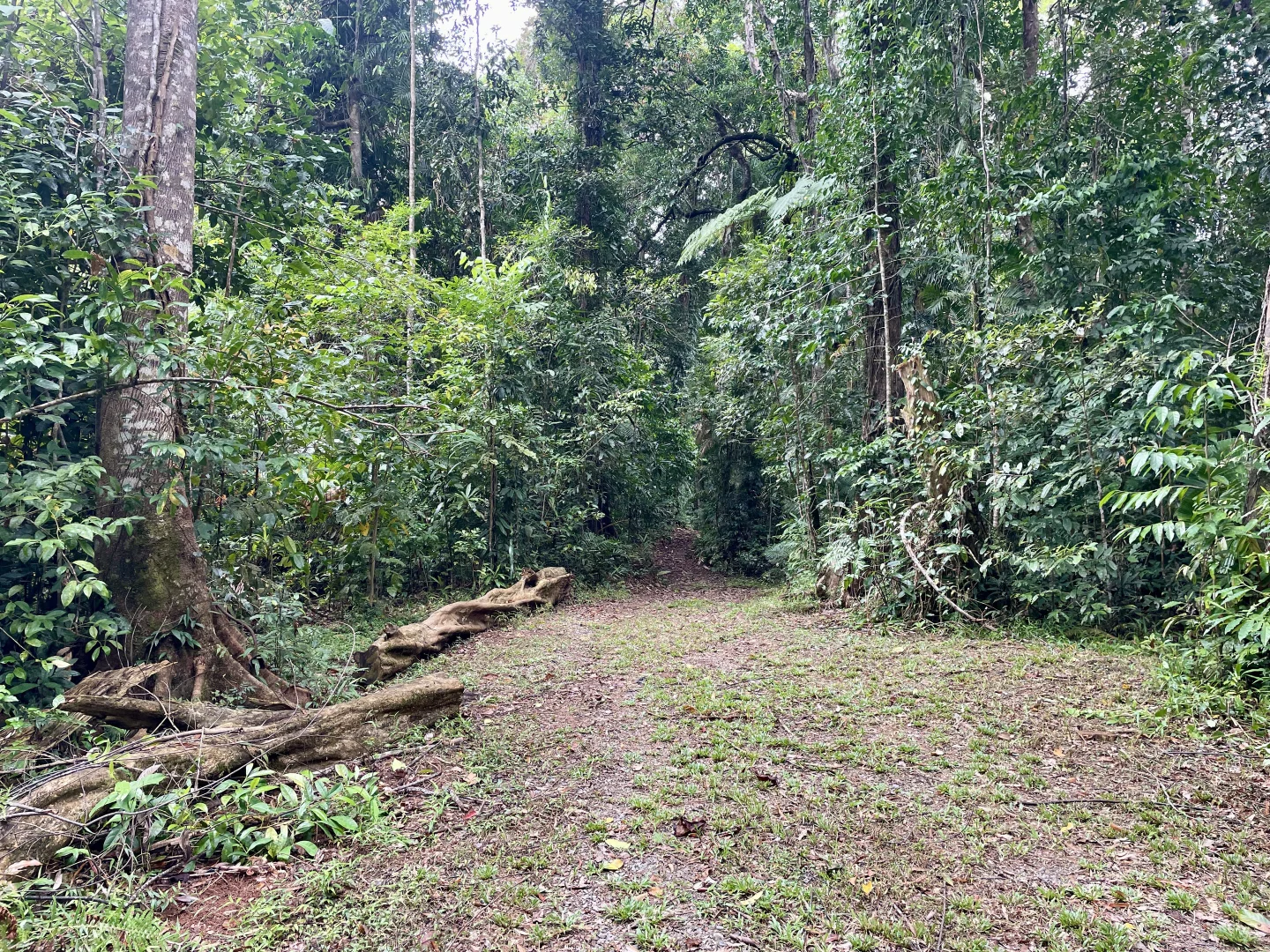Additional image 4 of Lot 460 Black Bean Road, Daintree QLD 4873